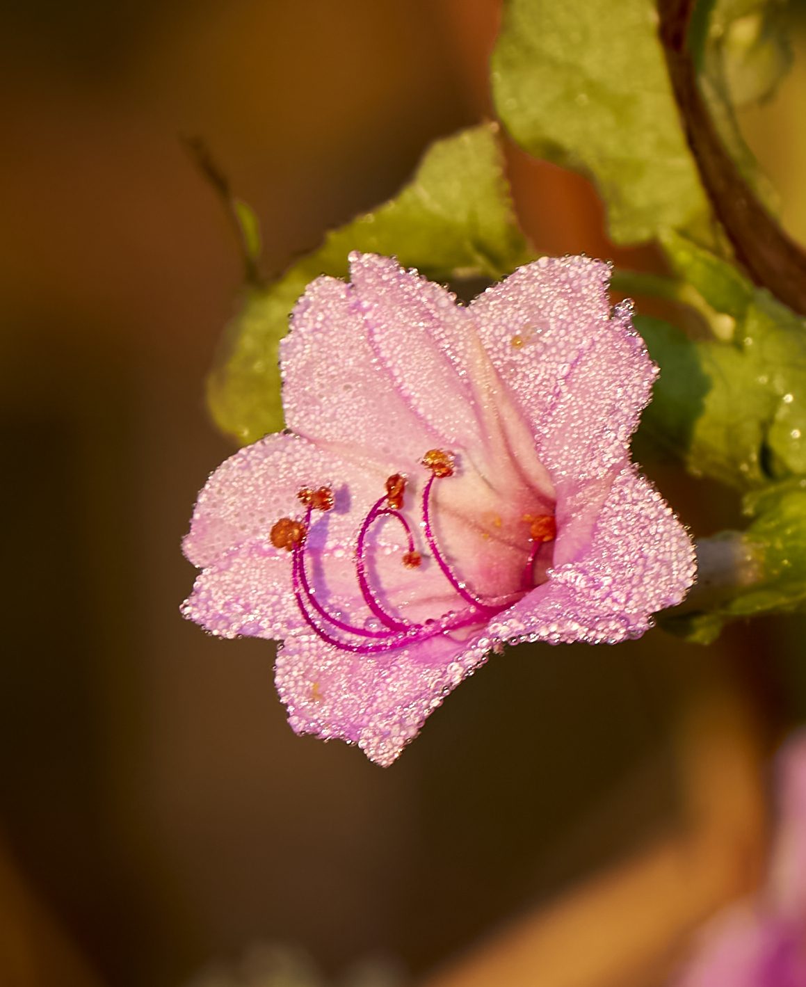 Dew covered wild flower