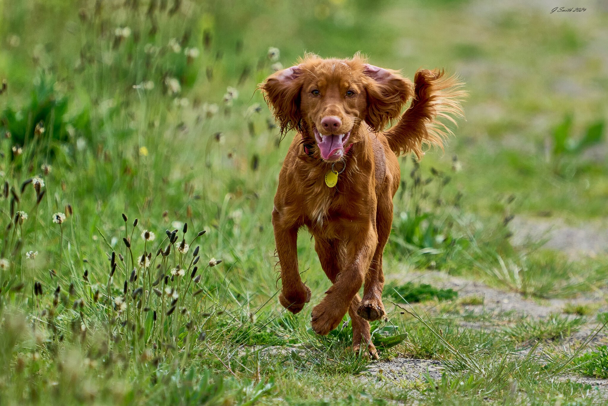 dog 2024 2.jpg