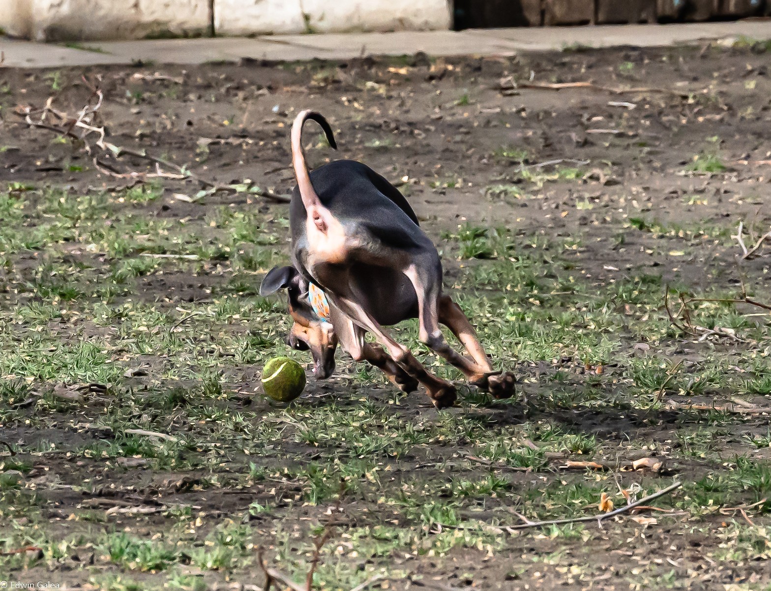 dog_ball-3.jpg