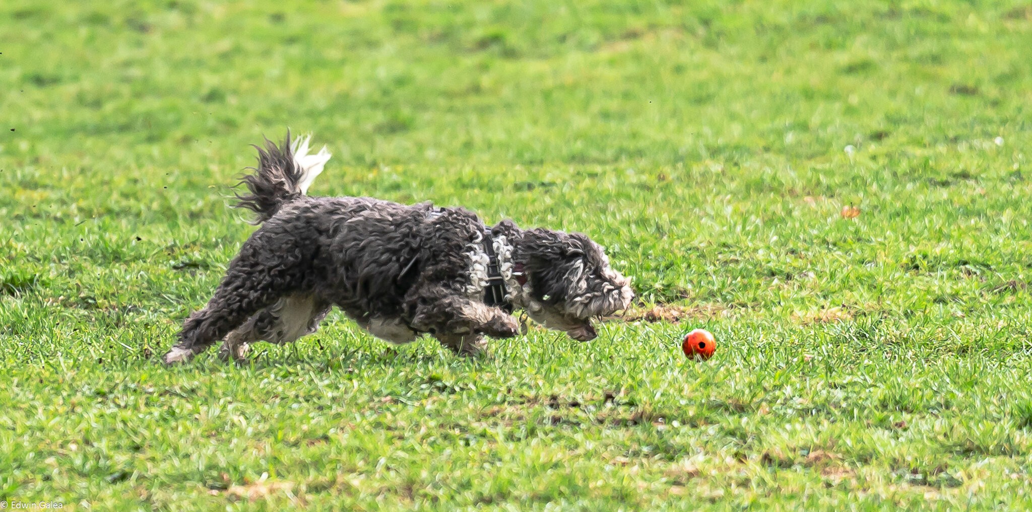 dog_chasing_ball-2.jpg