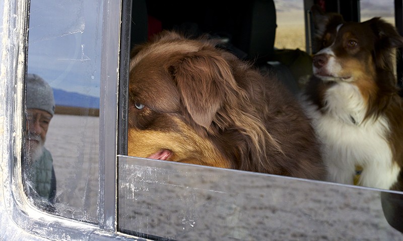 Dogs and the OLd Man copy.jpg