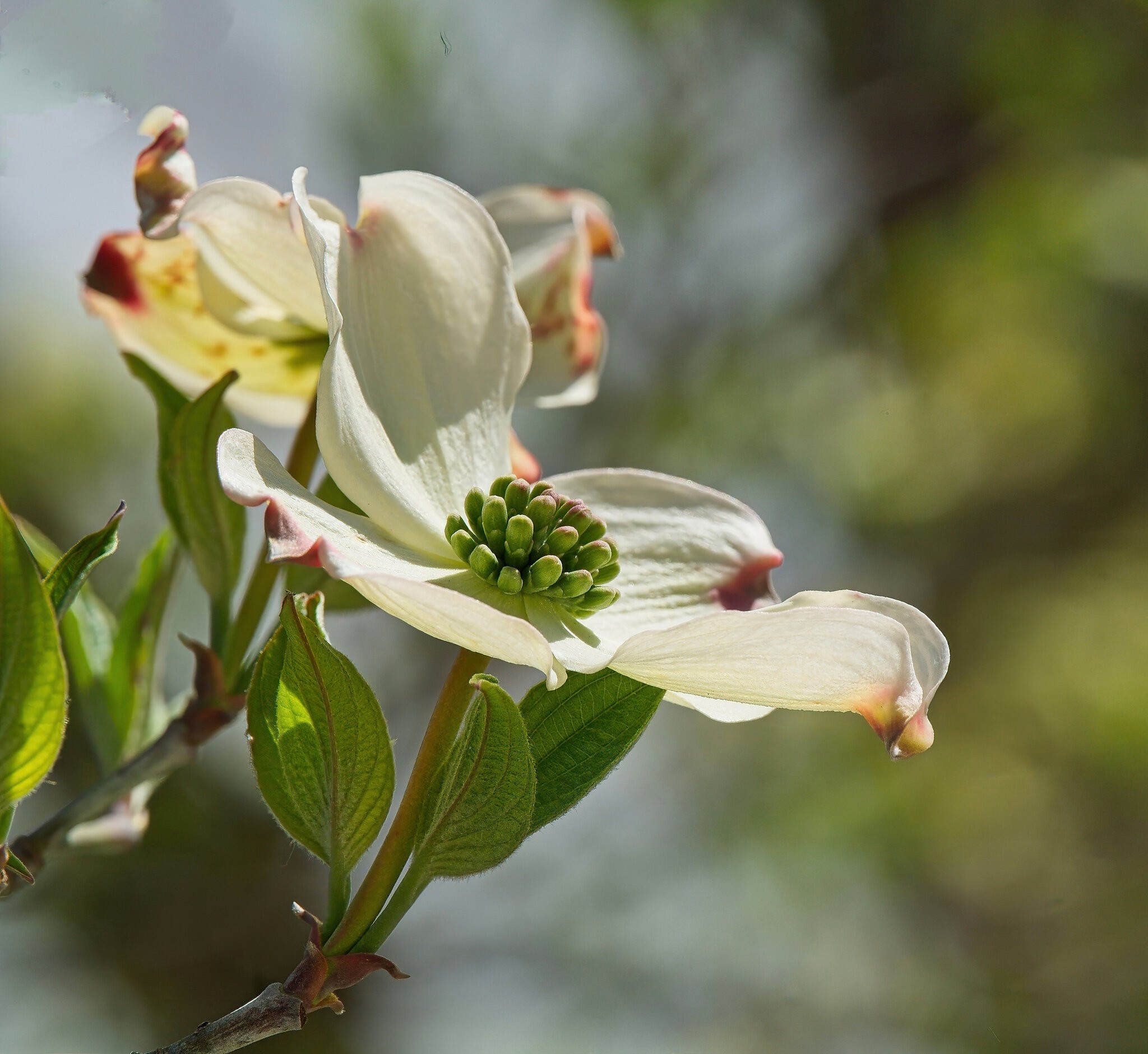 Dogwood in Bloom.jpg