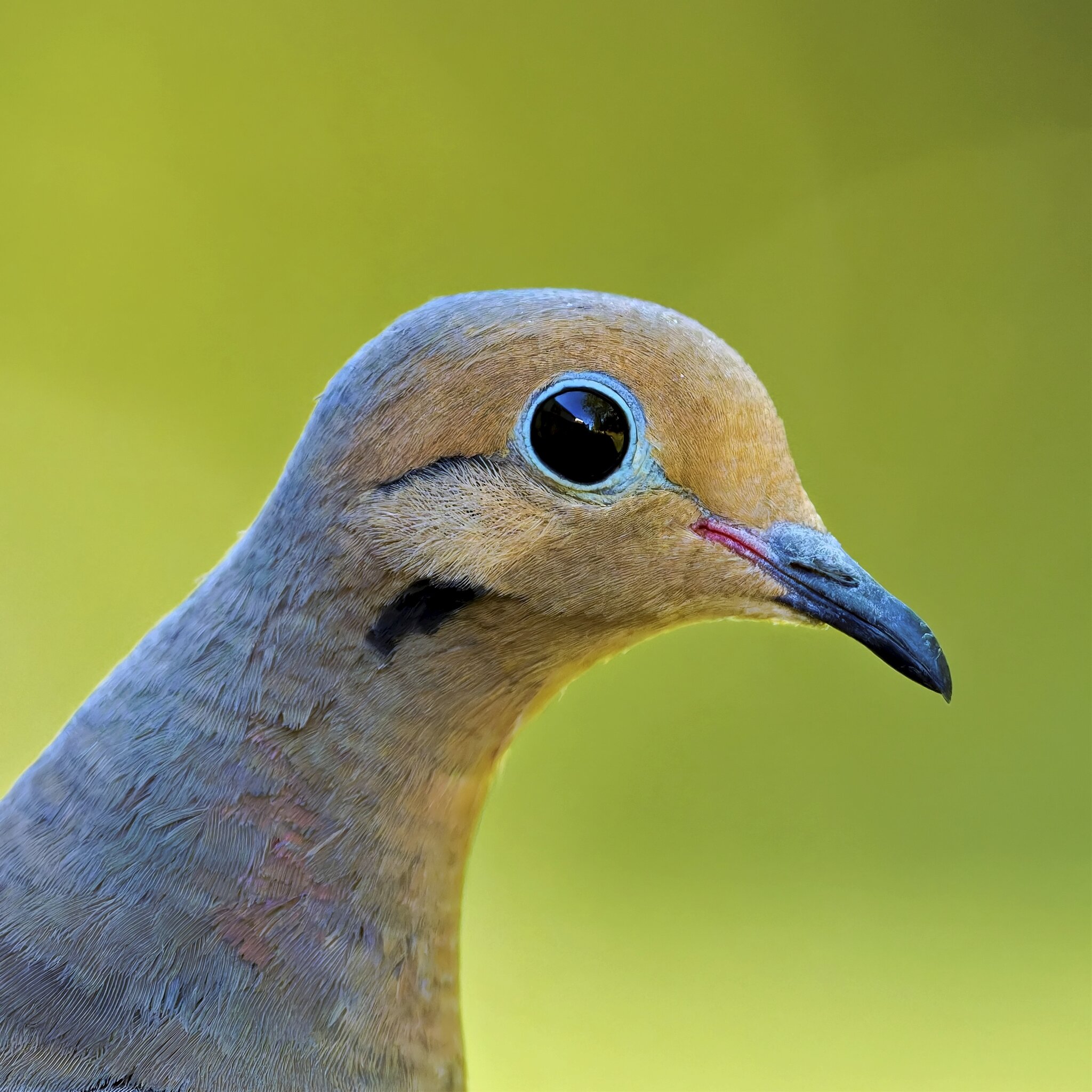 Dove Eye2.jpg