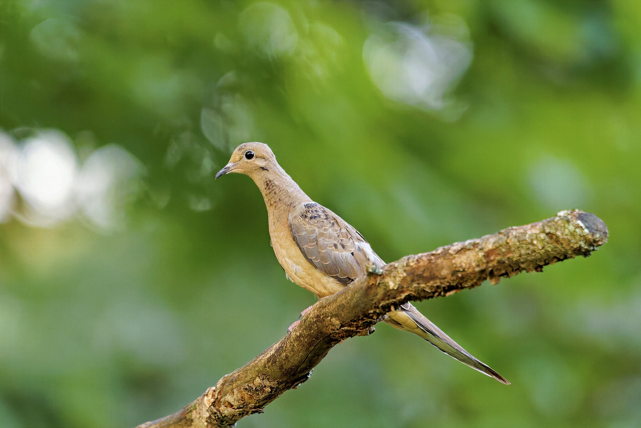 Dove.jpg