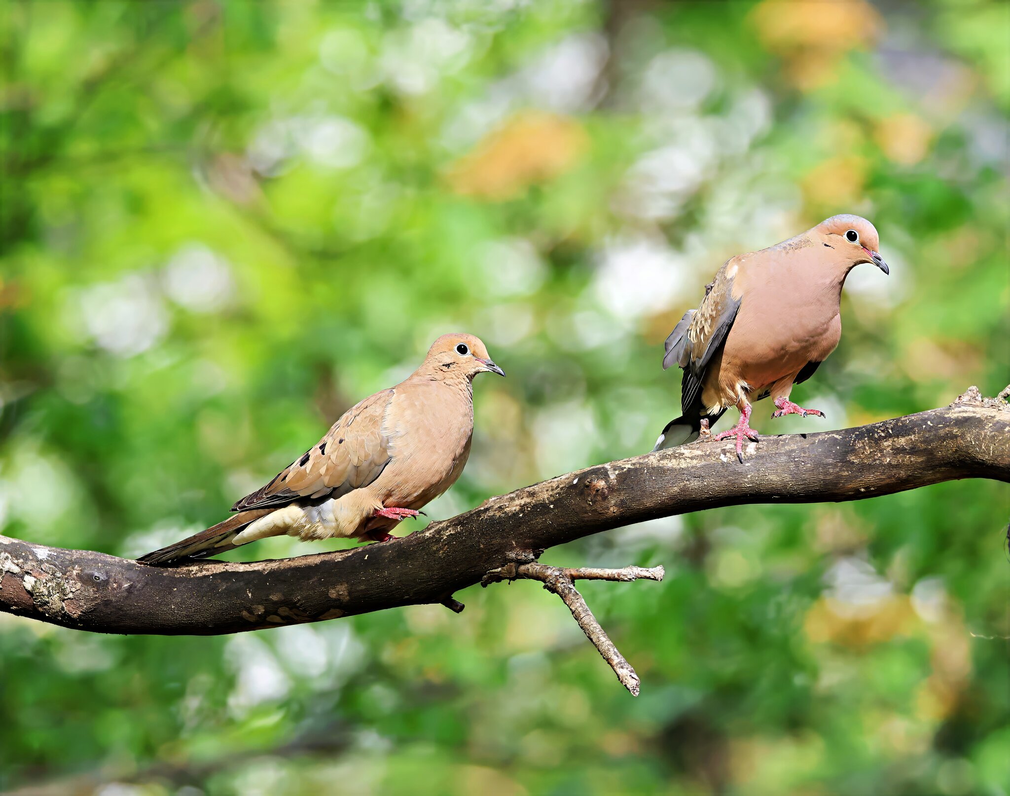 Doves2.jpg