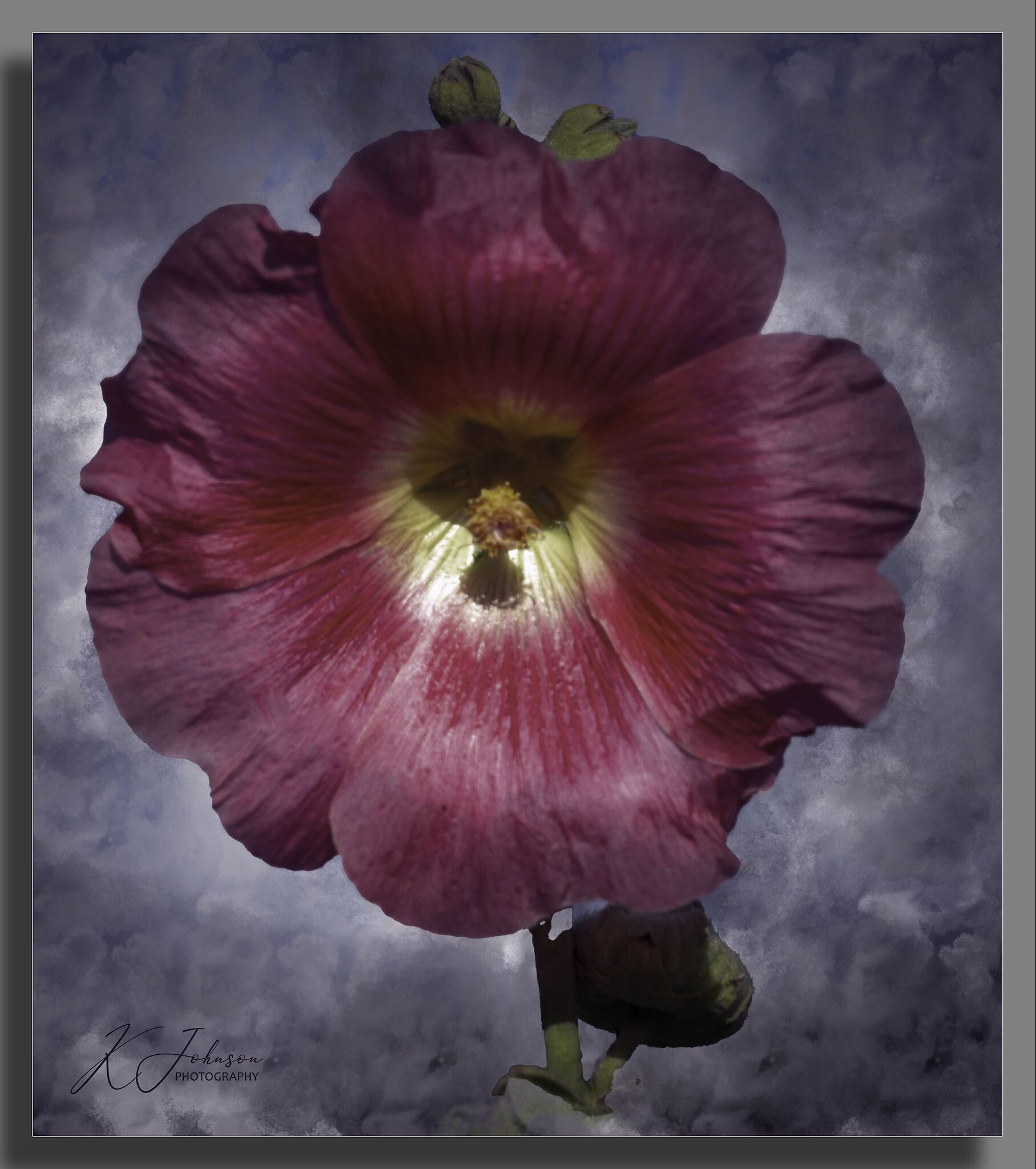 Down the allotment - Hollyhock.jpg