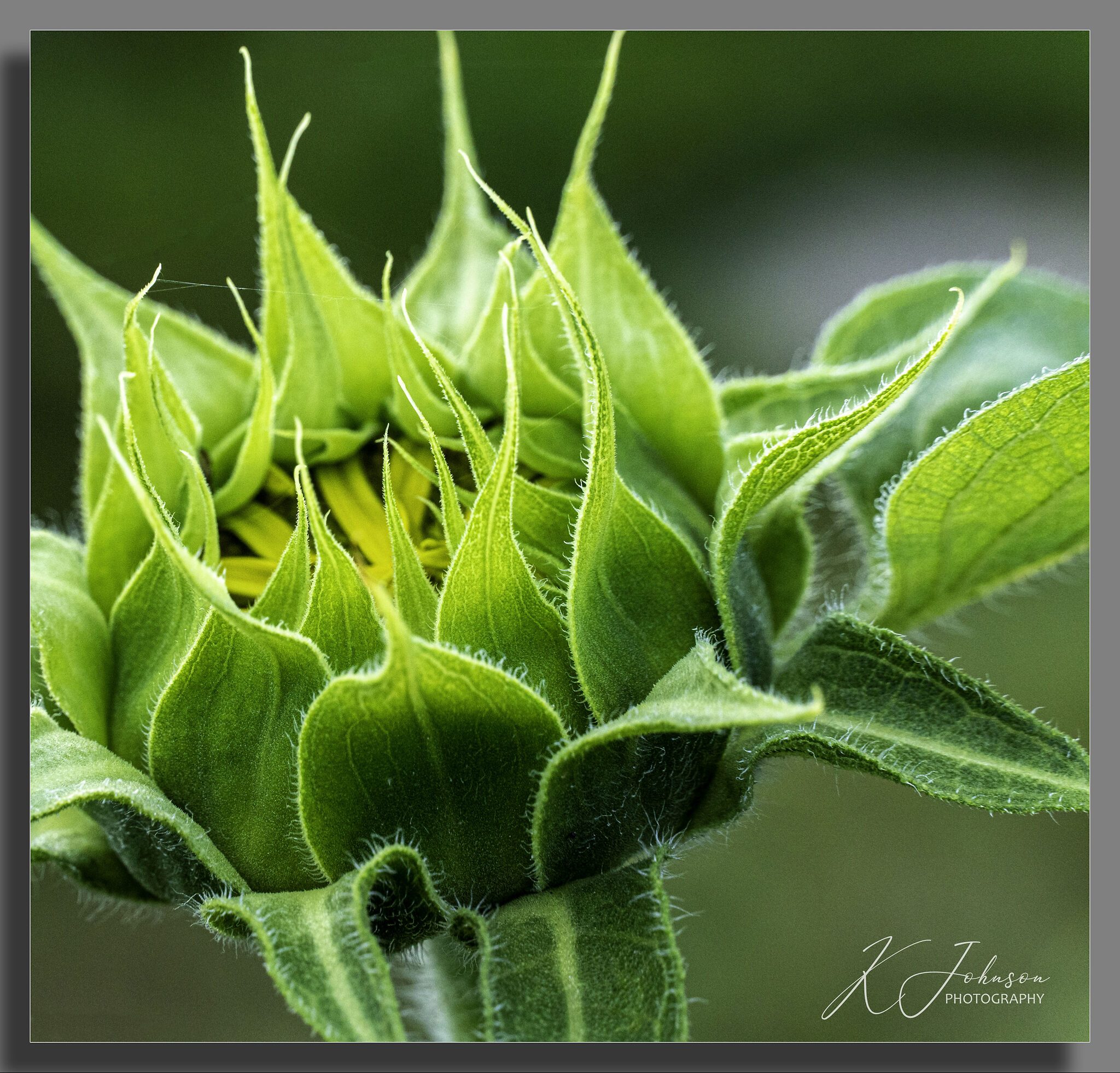 Down the allotment - Late blooming sunflower.jpg