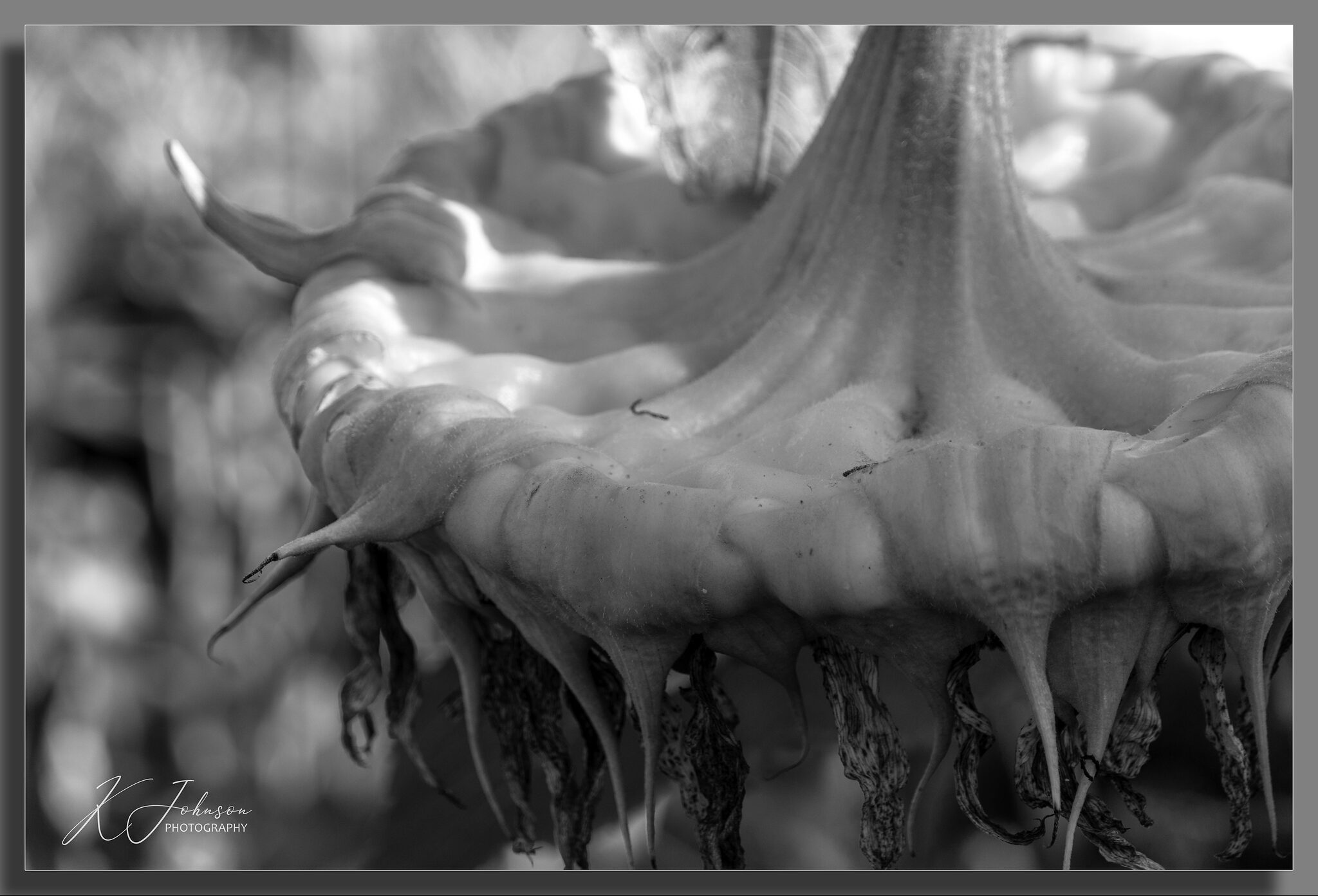 Down the allotment - Sunflower dropping seeds.jpg