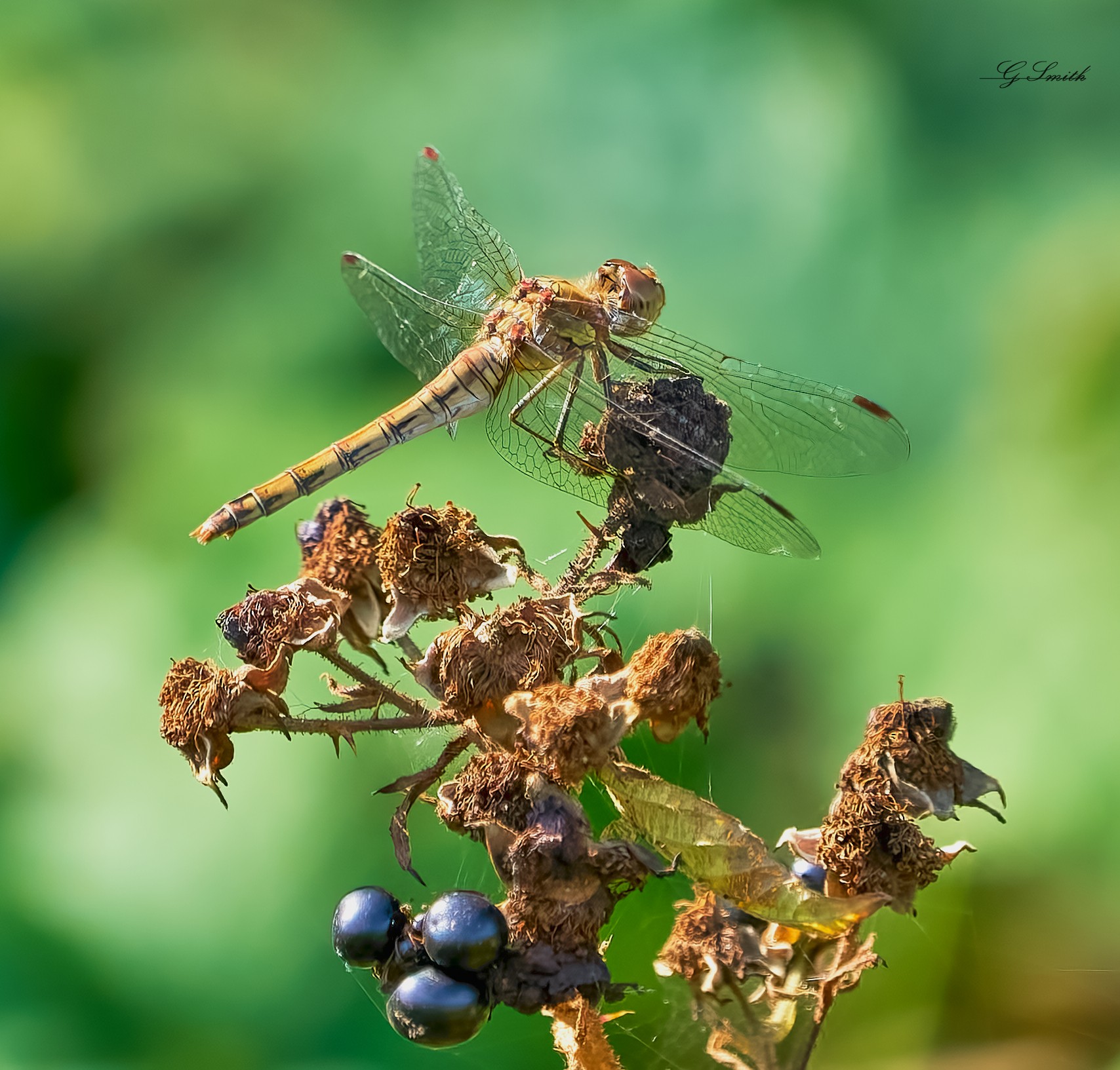 dragonfly 2022.jpg