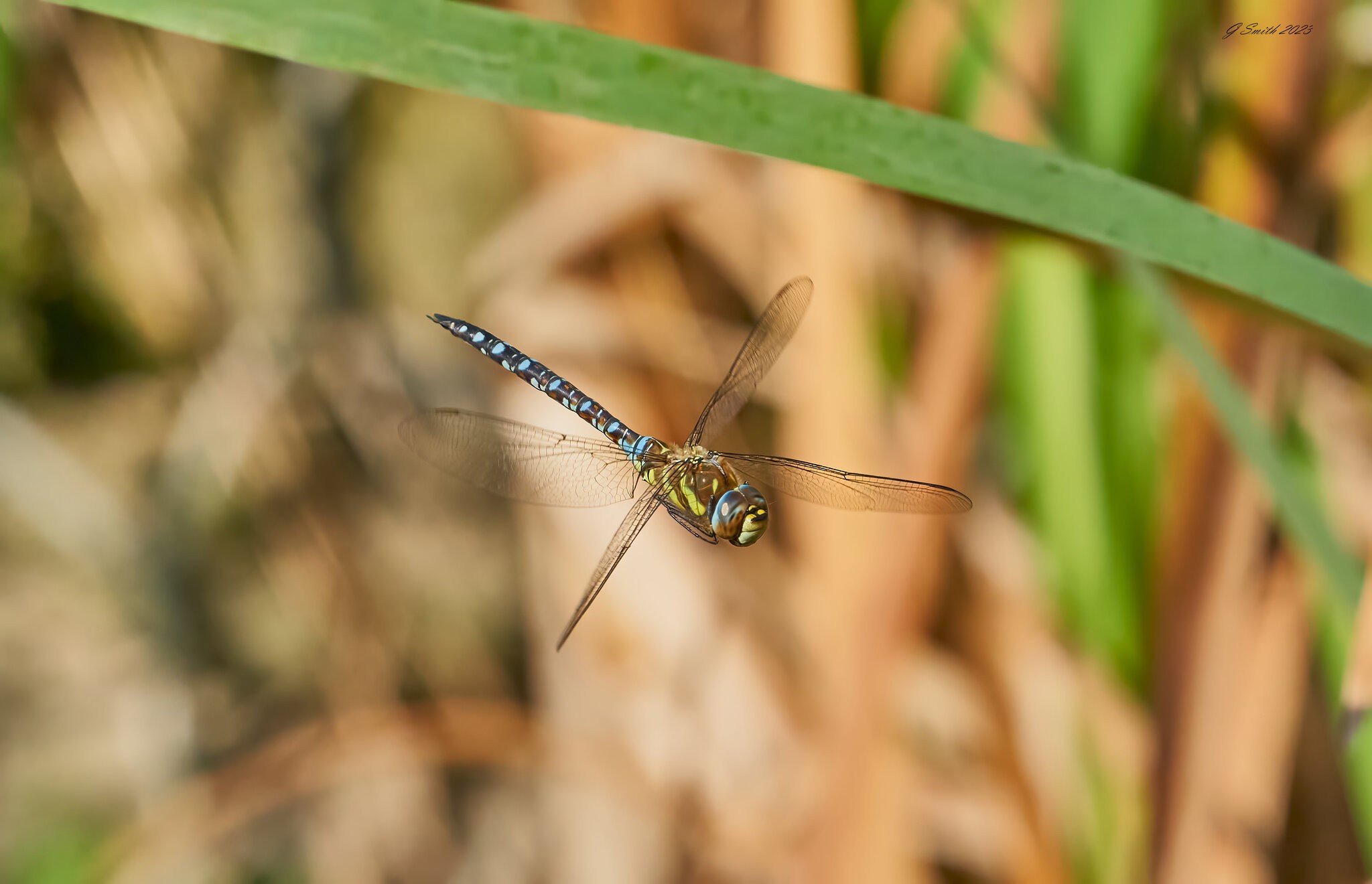 dragonfly 2023 31.jpg