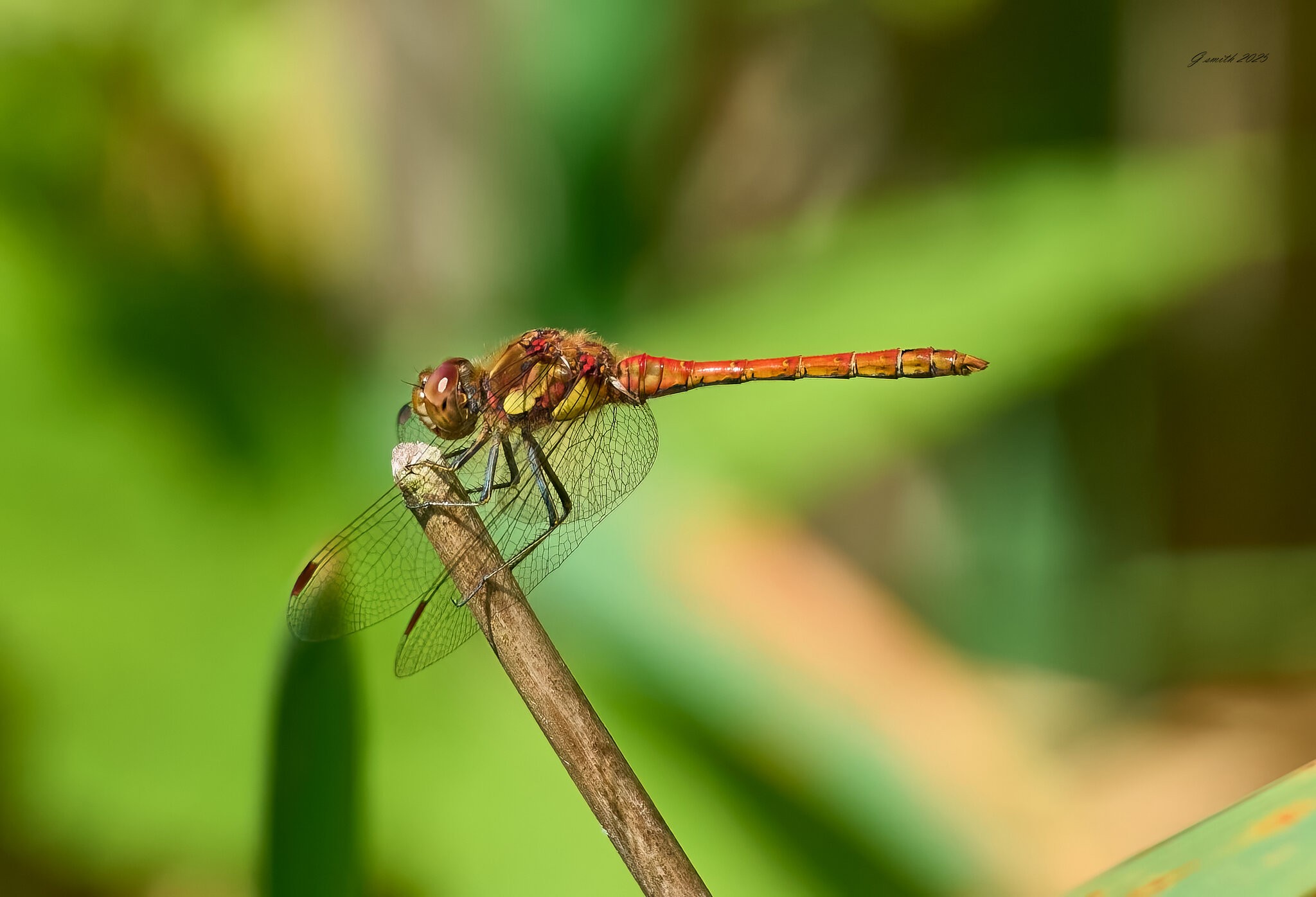 dragonfly 2025_4.jpg