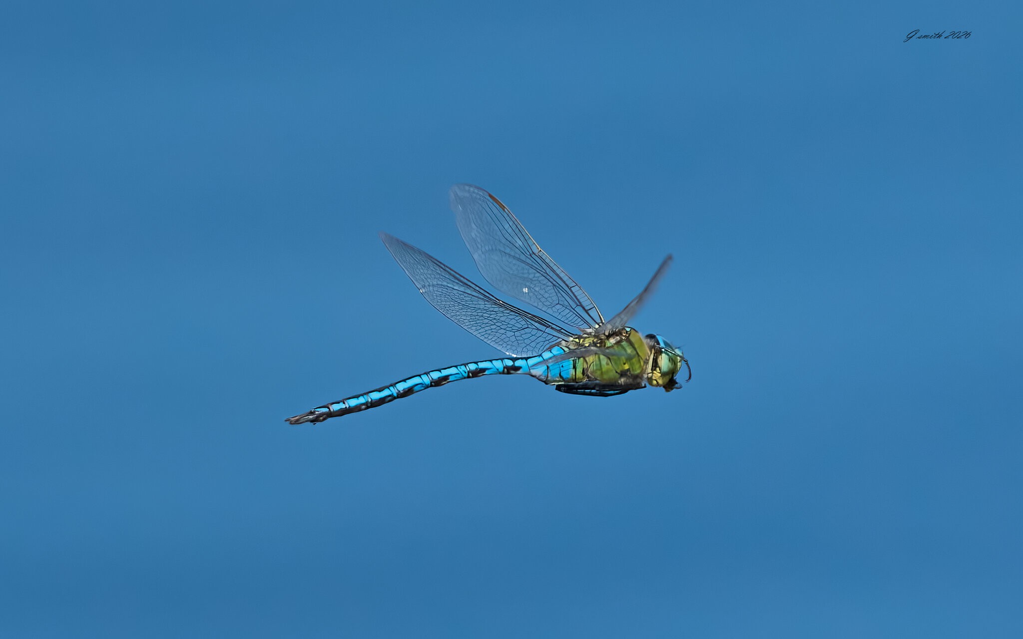 dragonfly 2026.jpg