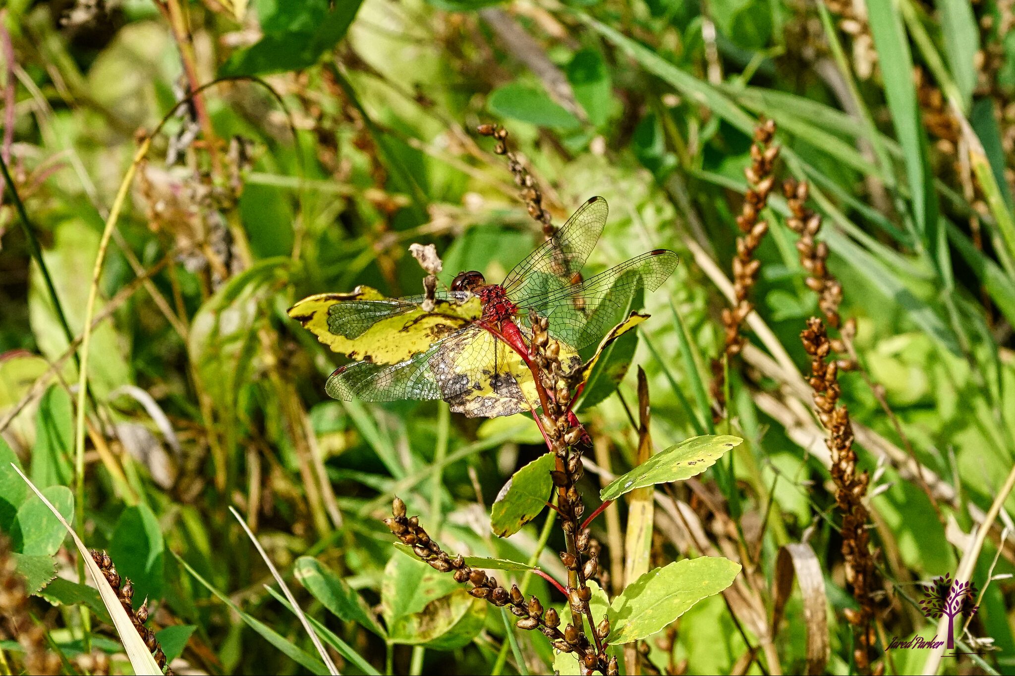 Dragonfly.jpg