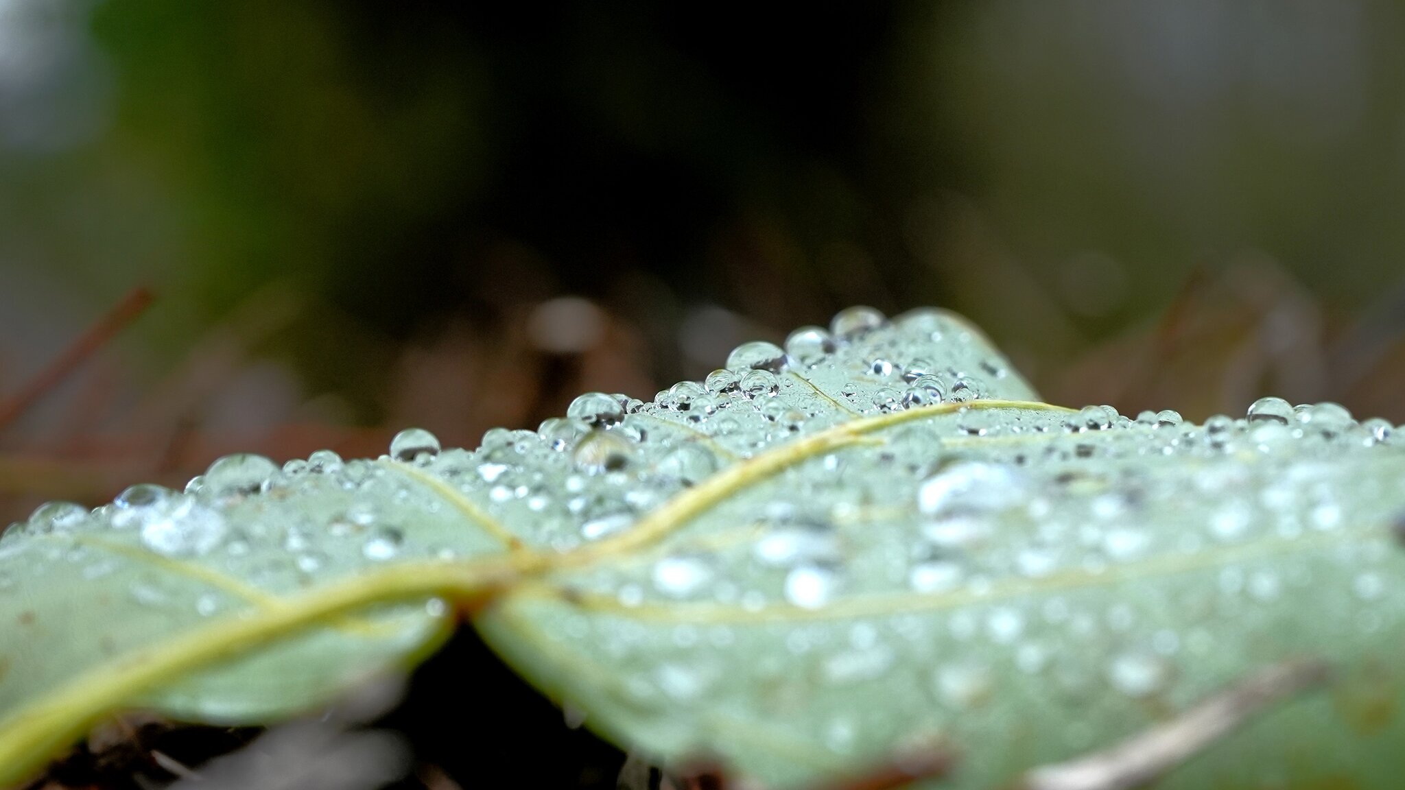 Drop