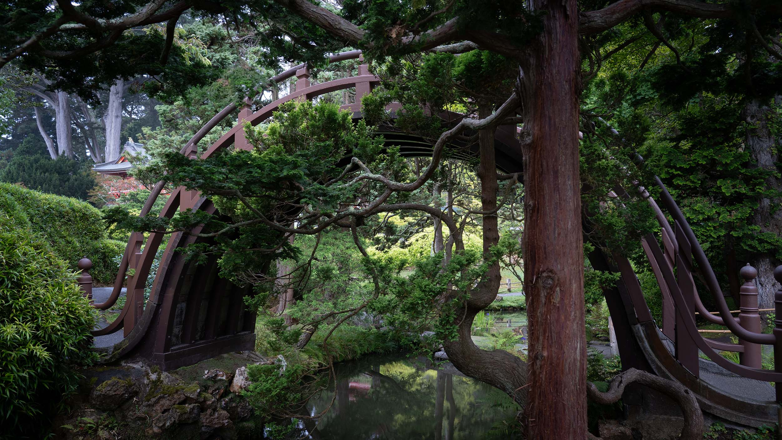 Drum Bridge at the Japanese Tea Garden