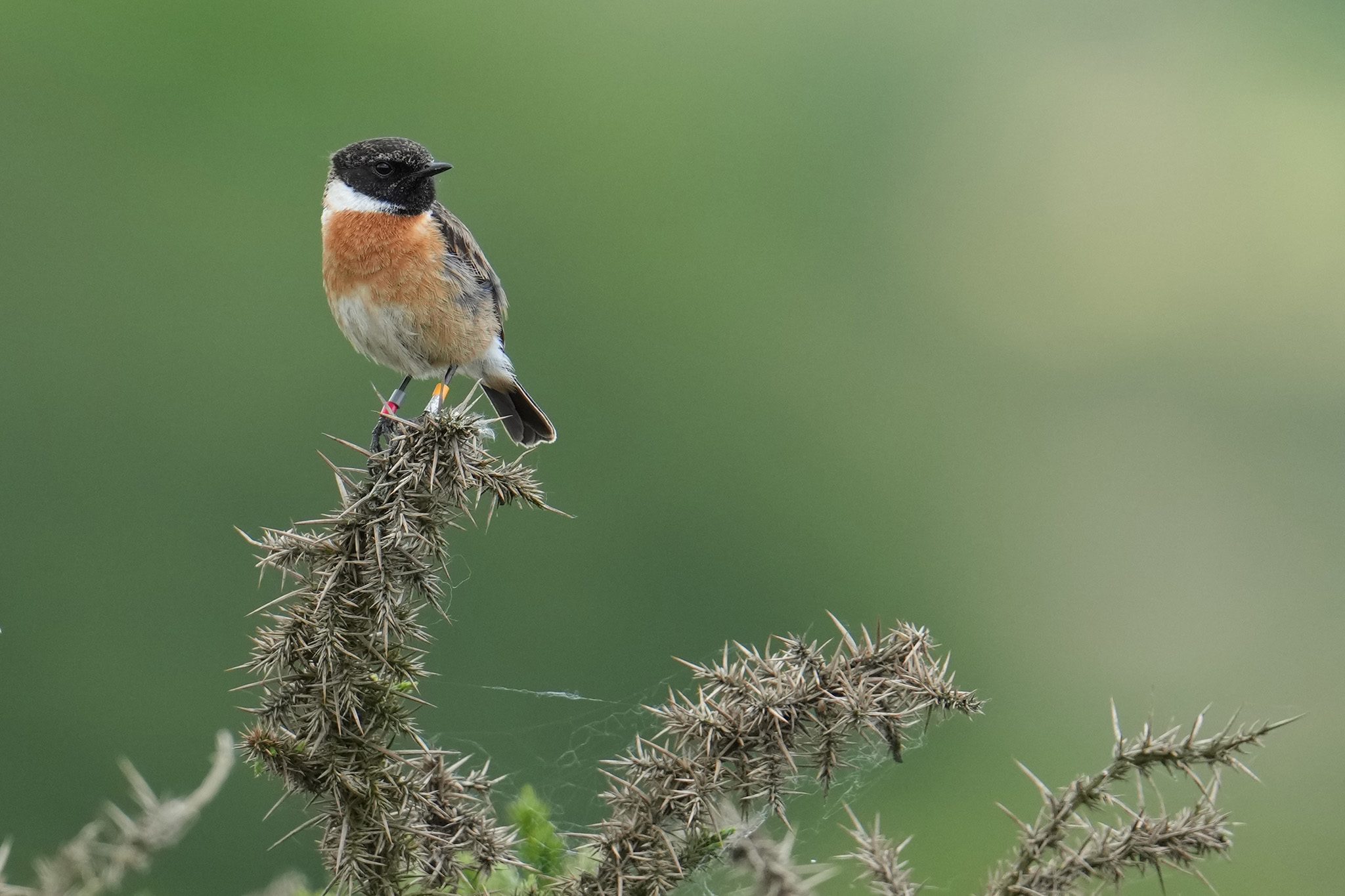 DSC00020-Stonechat-2048px.jpg