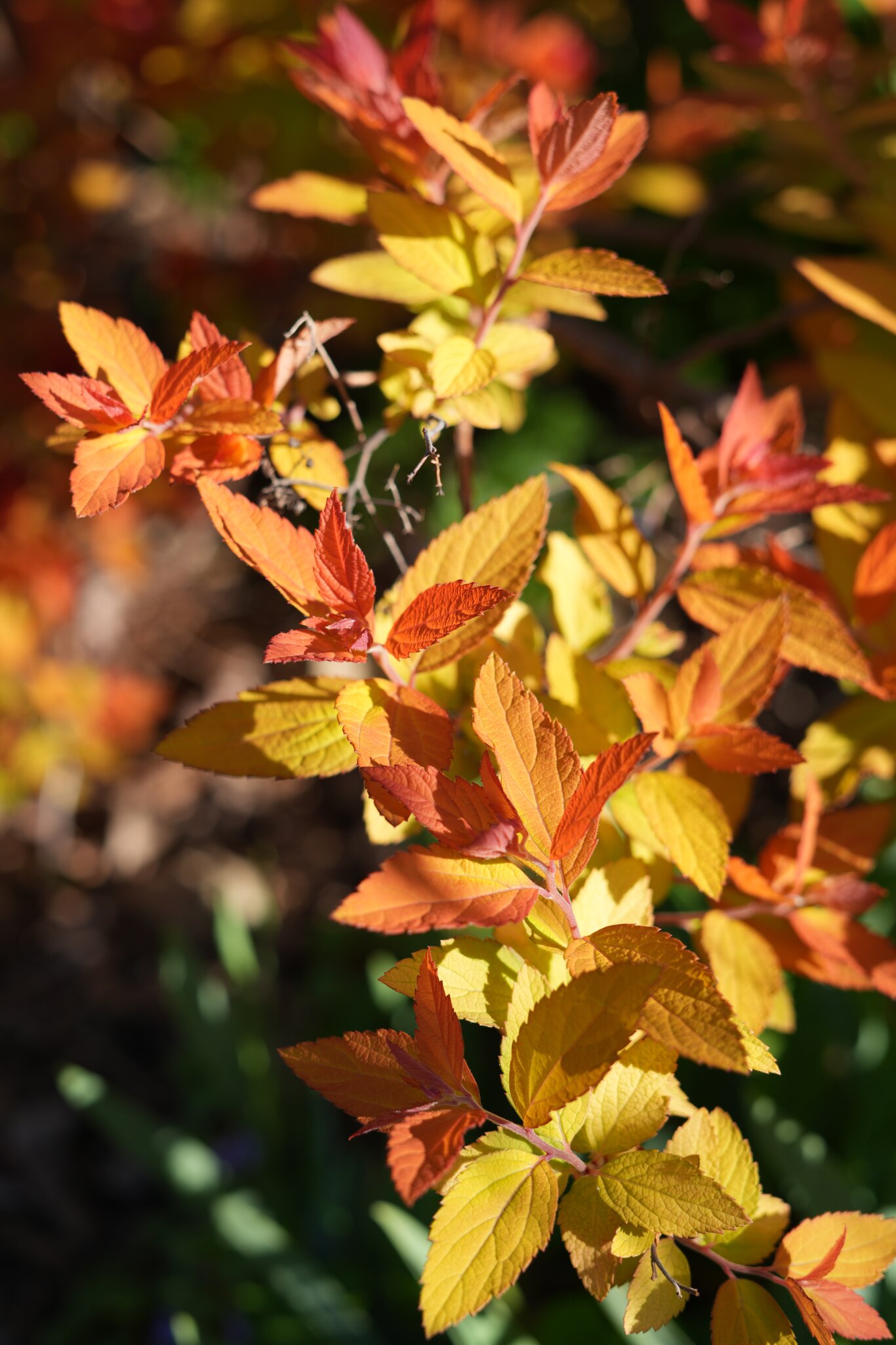 DSC00041.jpg