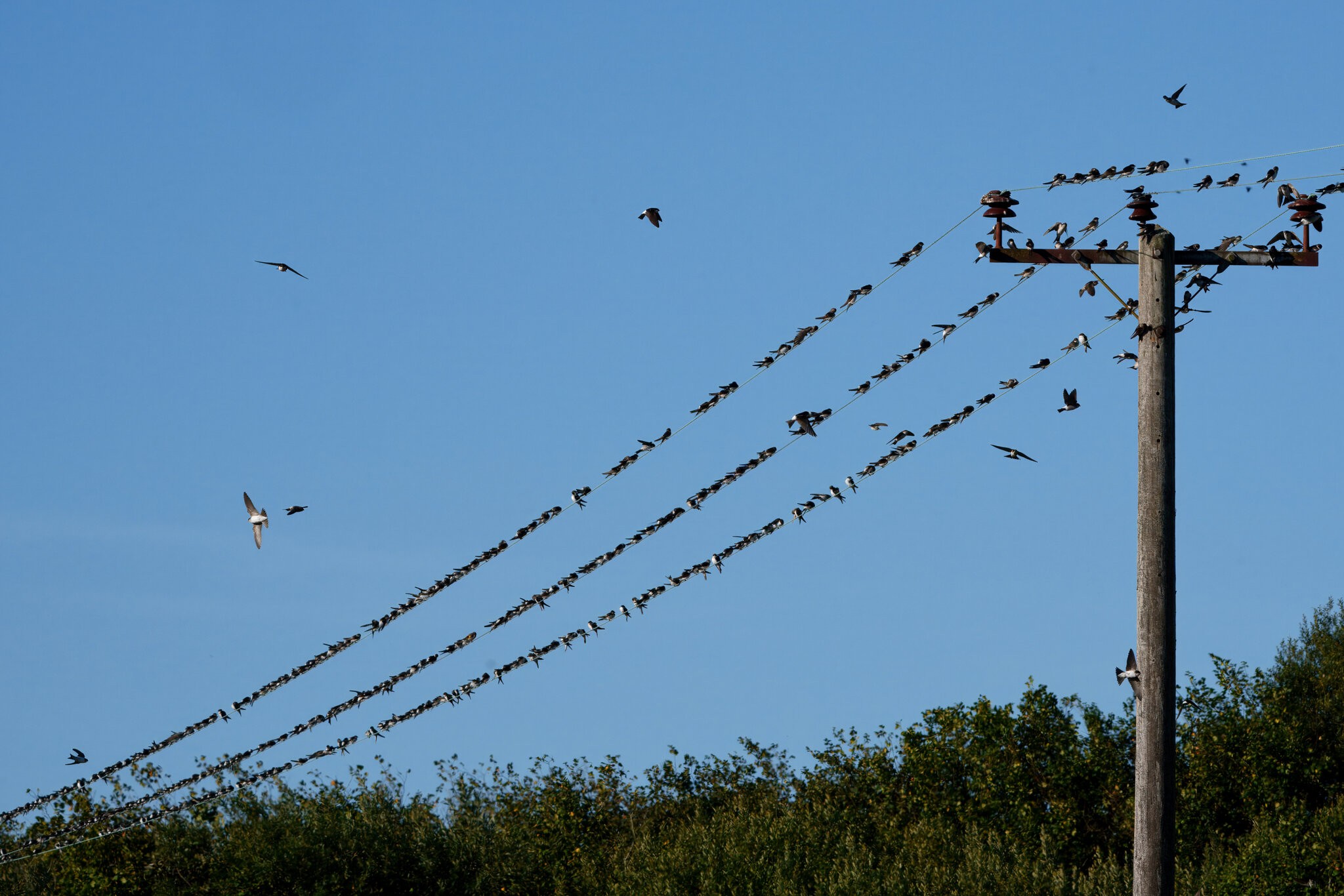 DSC00834 - Swallows and House Martins on wire.jpeg