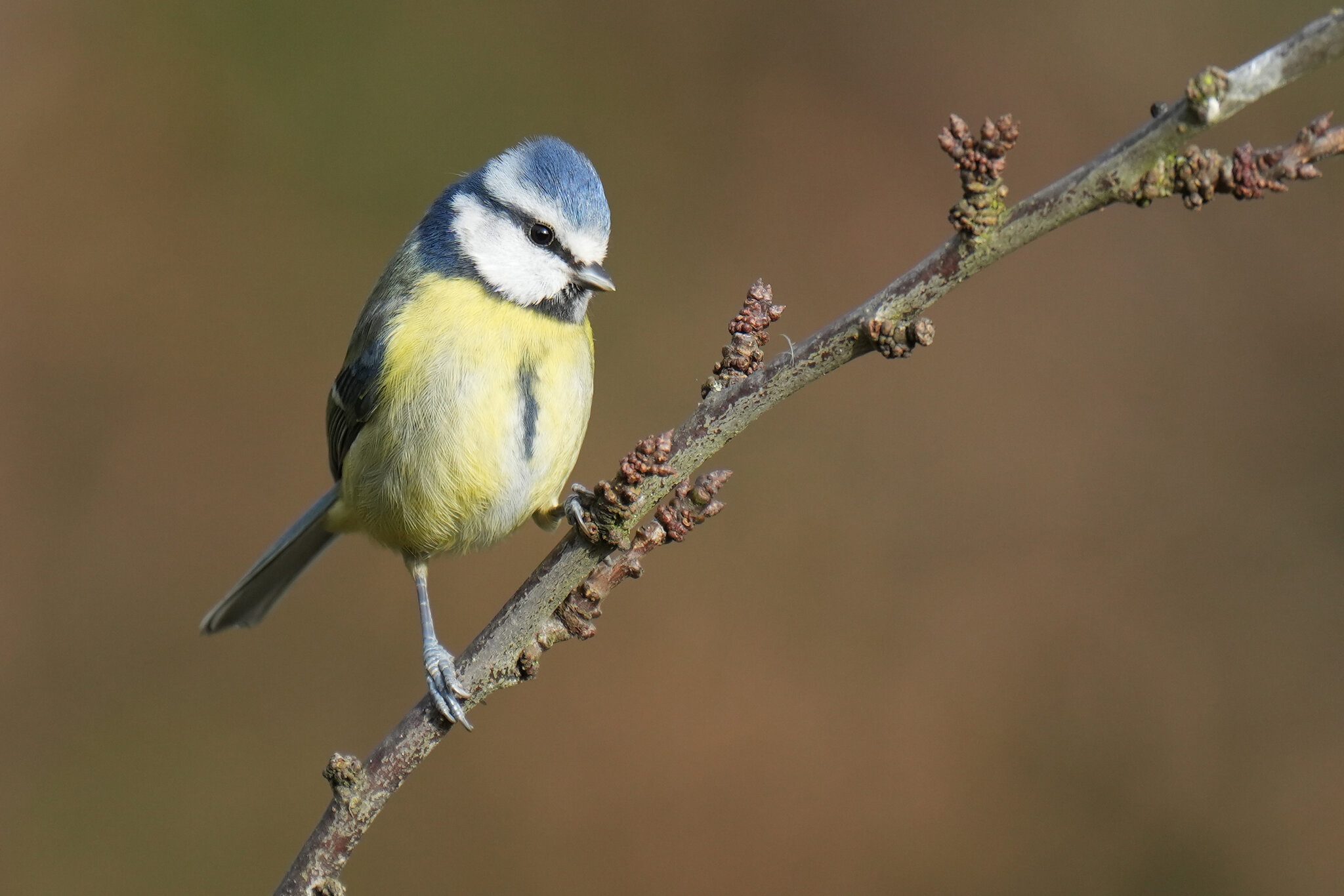 DSC00839-Bluetit-70200-2x-3000px.jpg