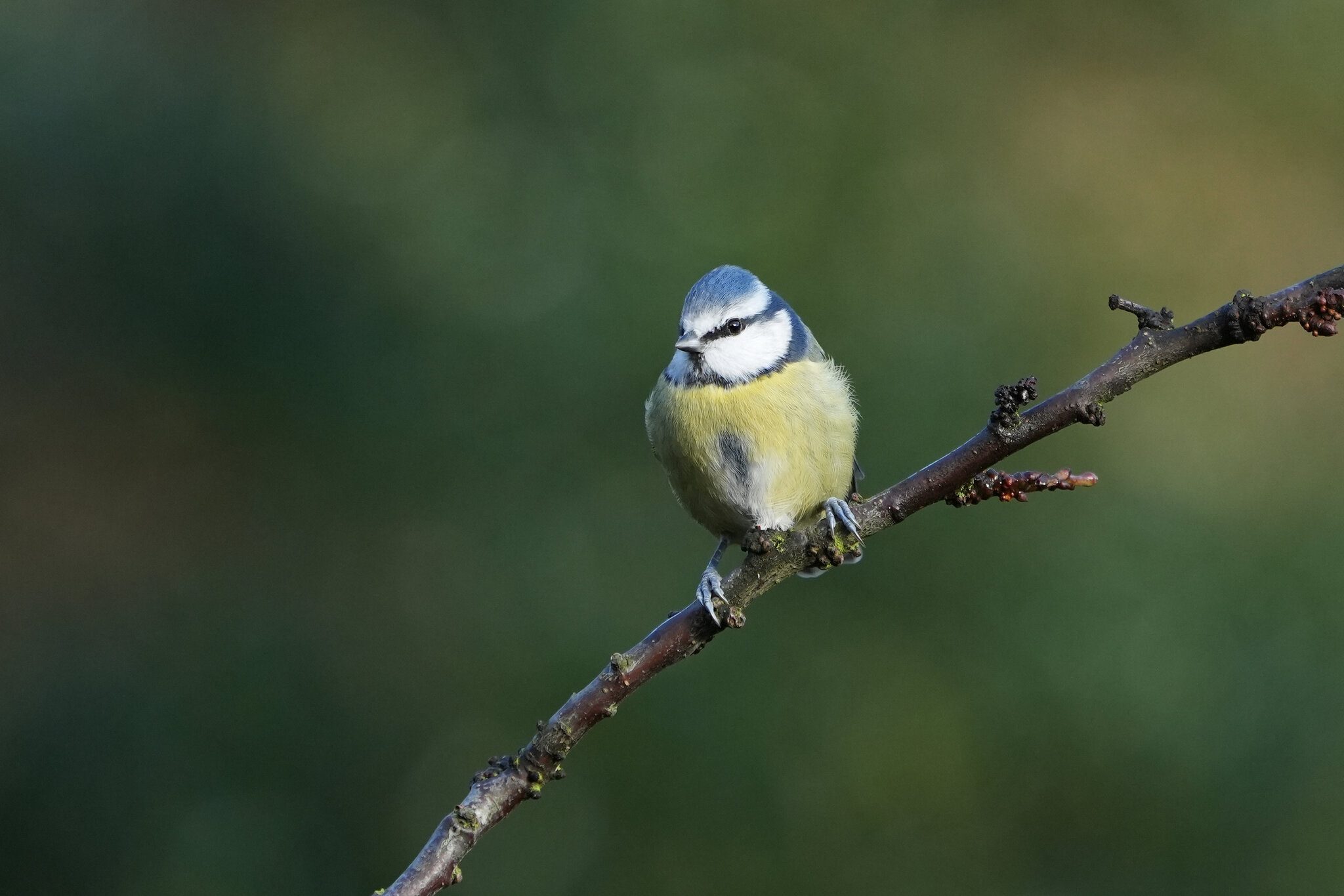 DSC00945-Bluetit-3000px.jpg