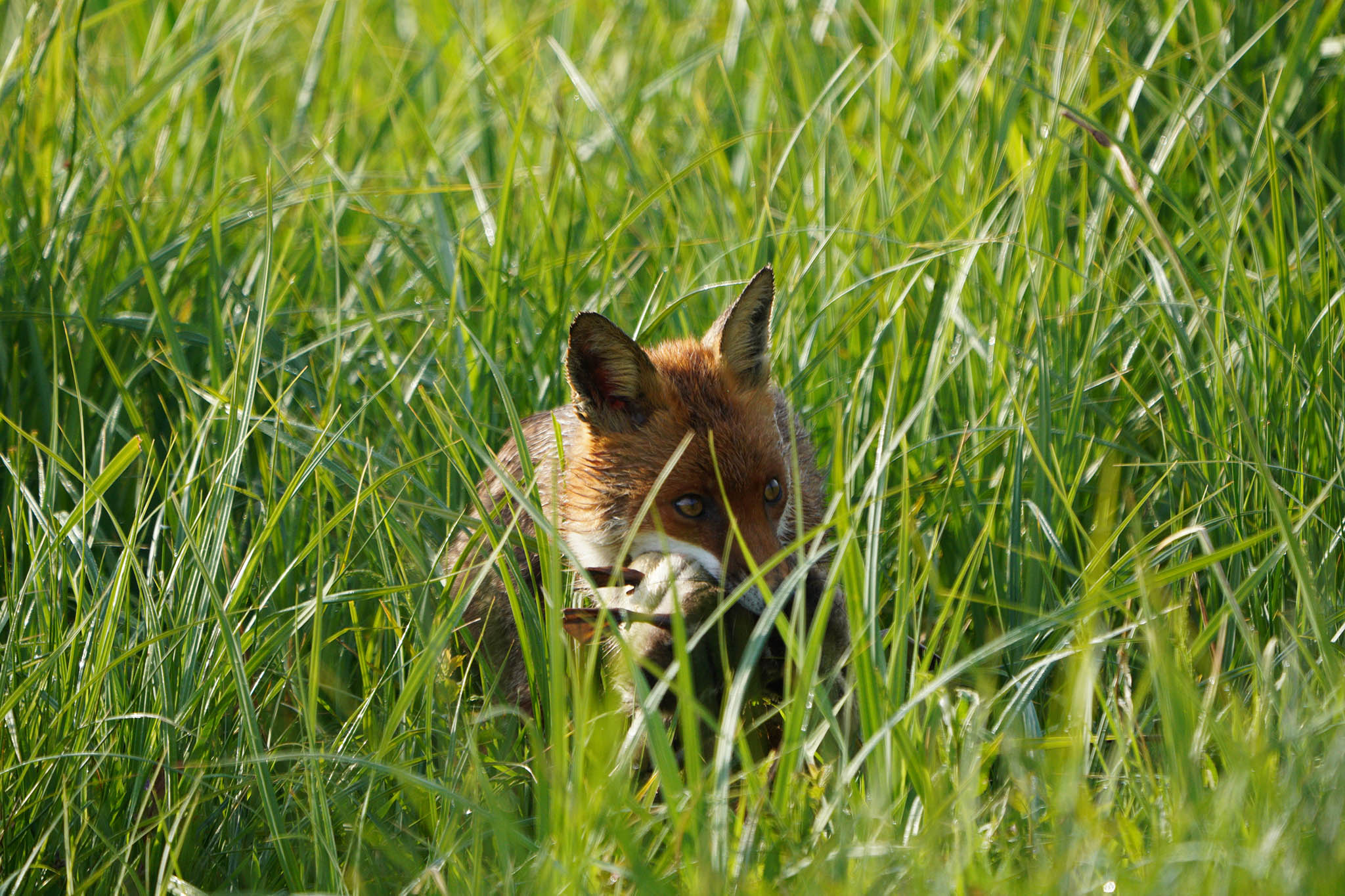 DSC01326-Fox-2048px.jpg