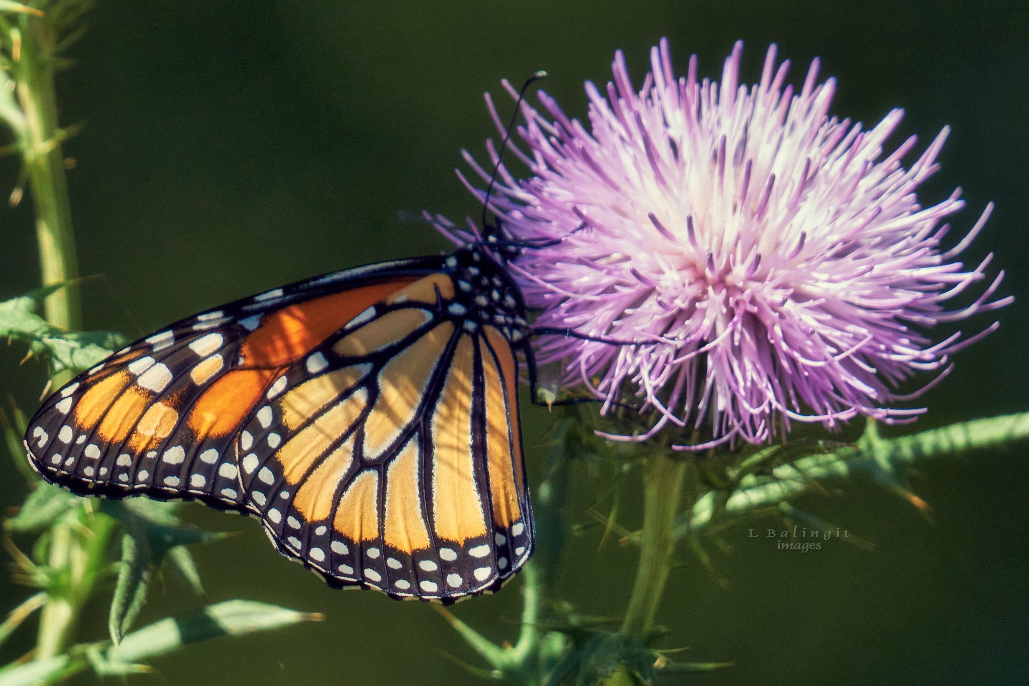 DSC02257monarch3.jpg