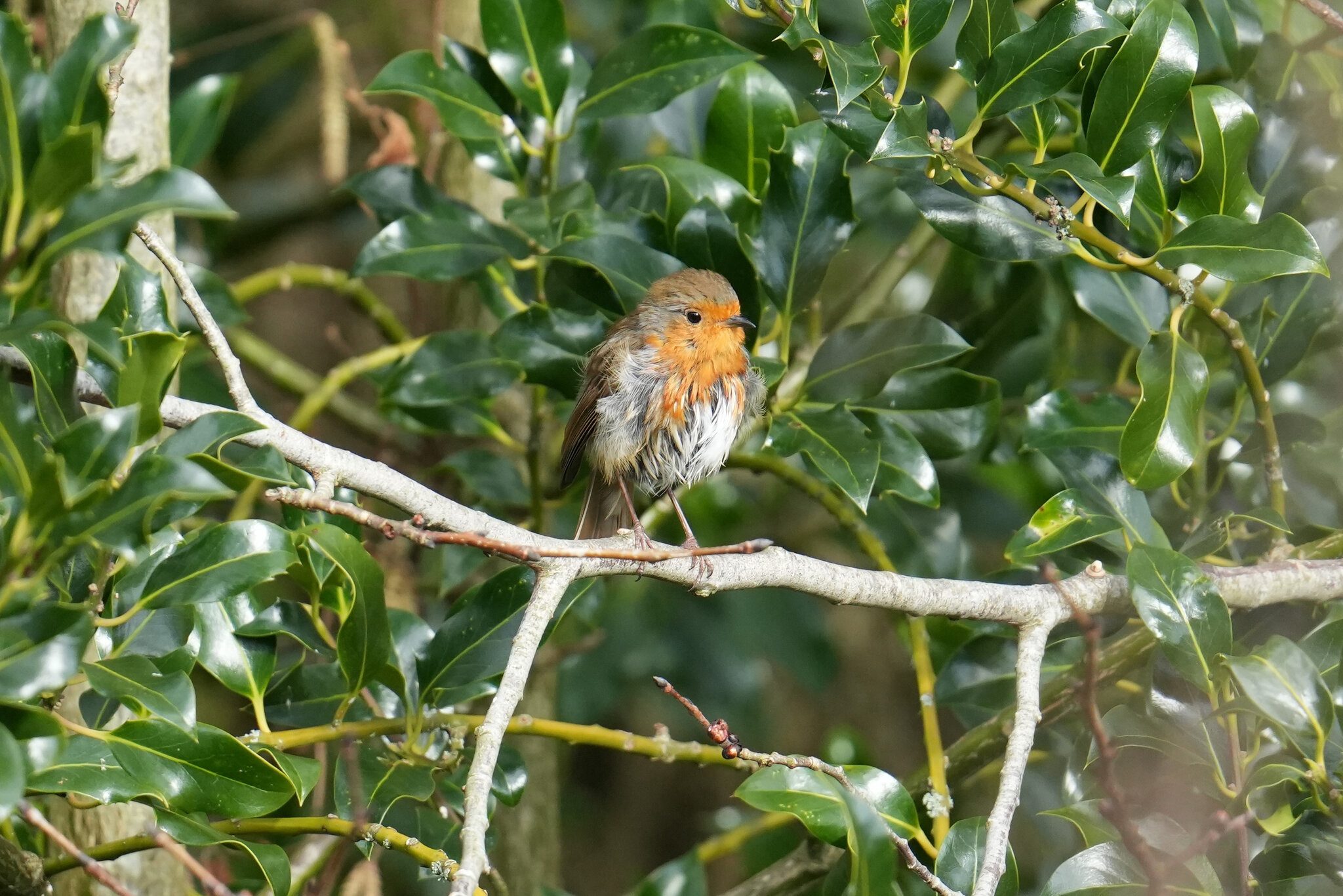 DSC02373 -robin-3000px.jpg