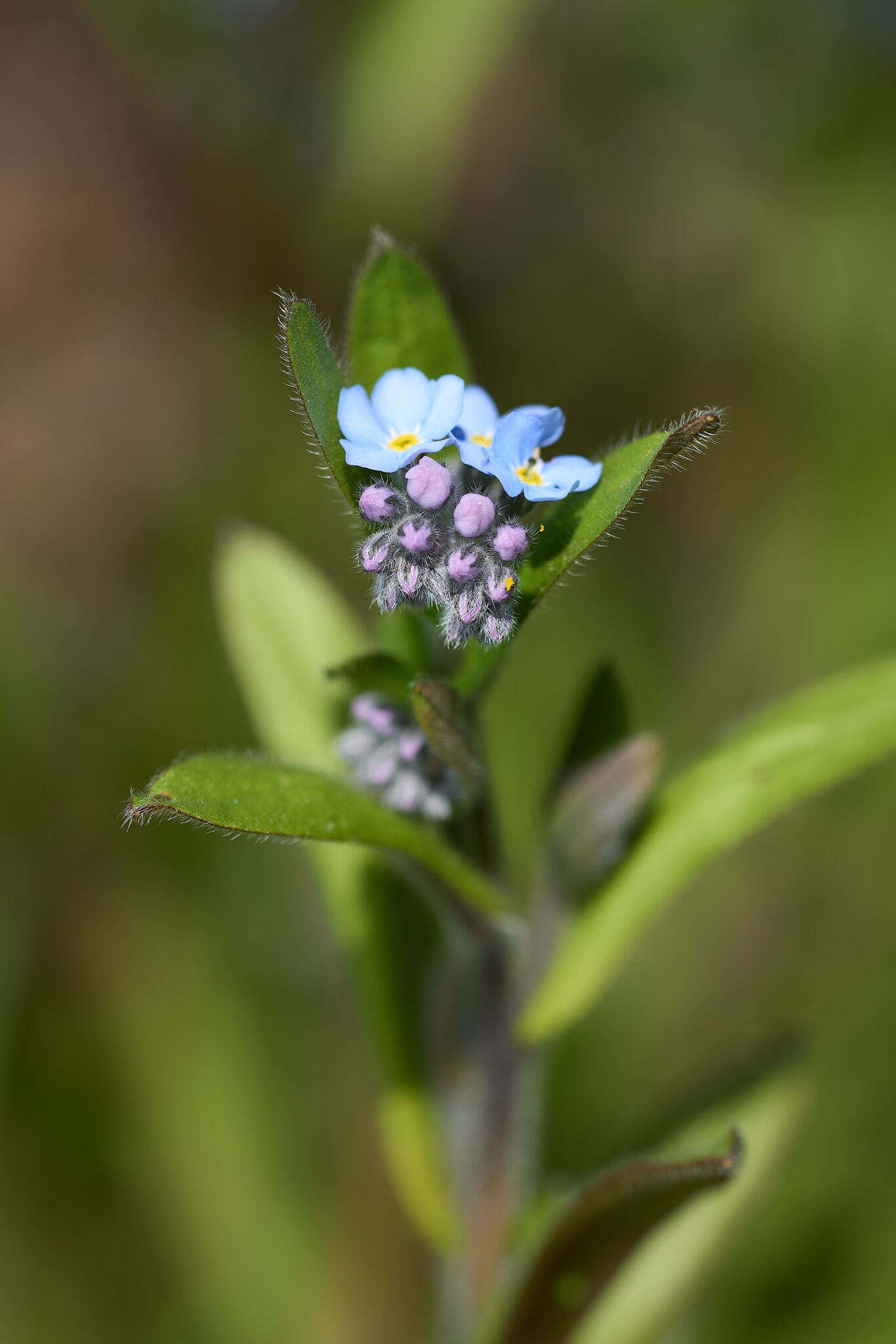 DSC02462.jpg