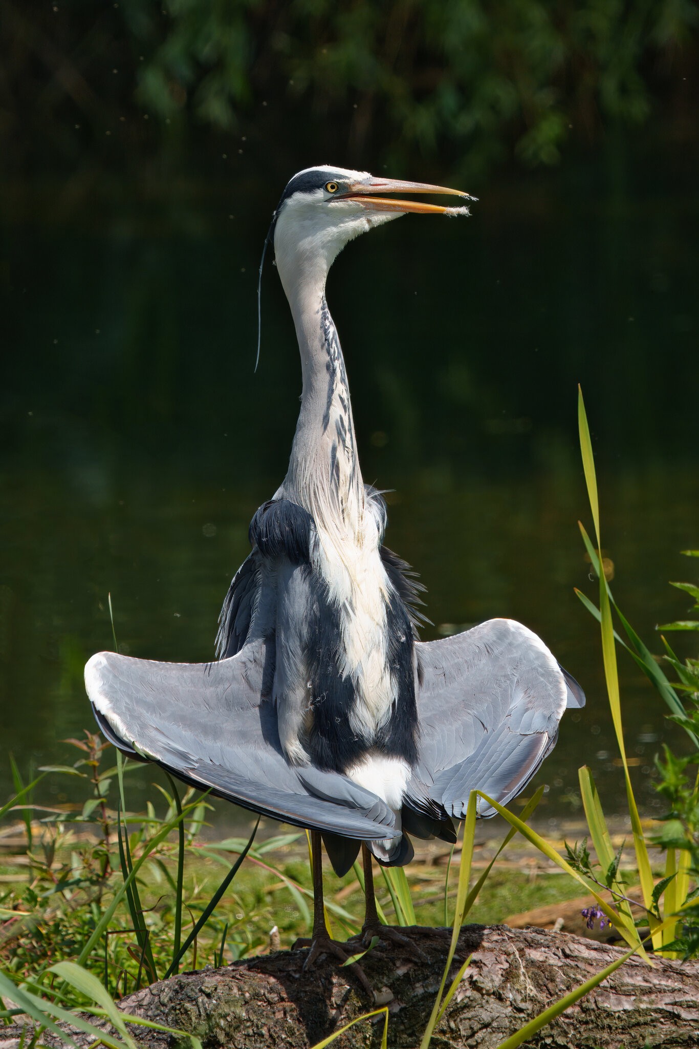 DSC02762 - Grey Heron.jpeg
