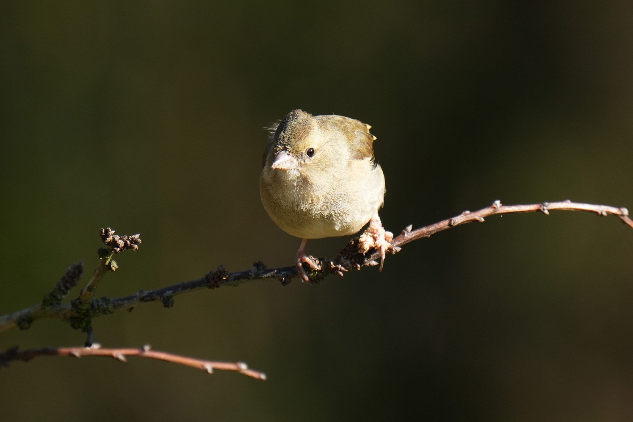 DSC02859-Chaffinch-2048px.jpg