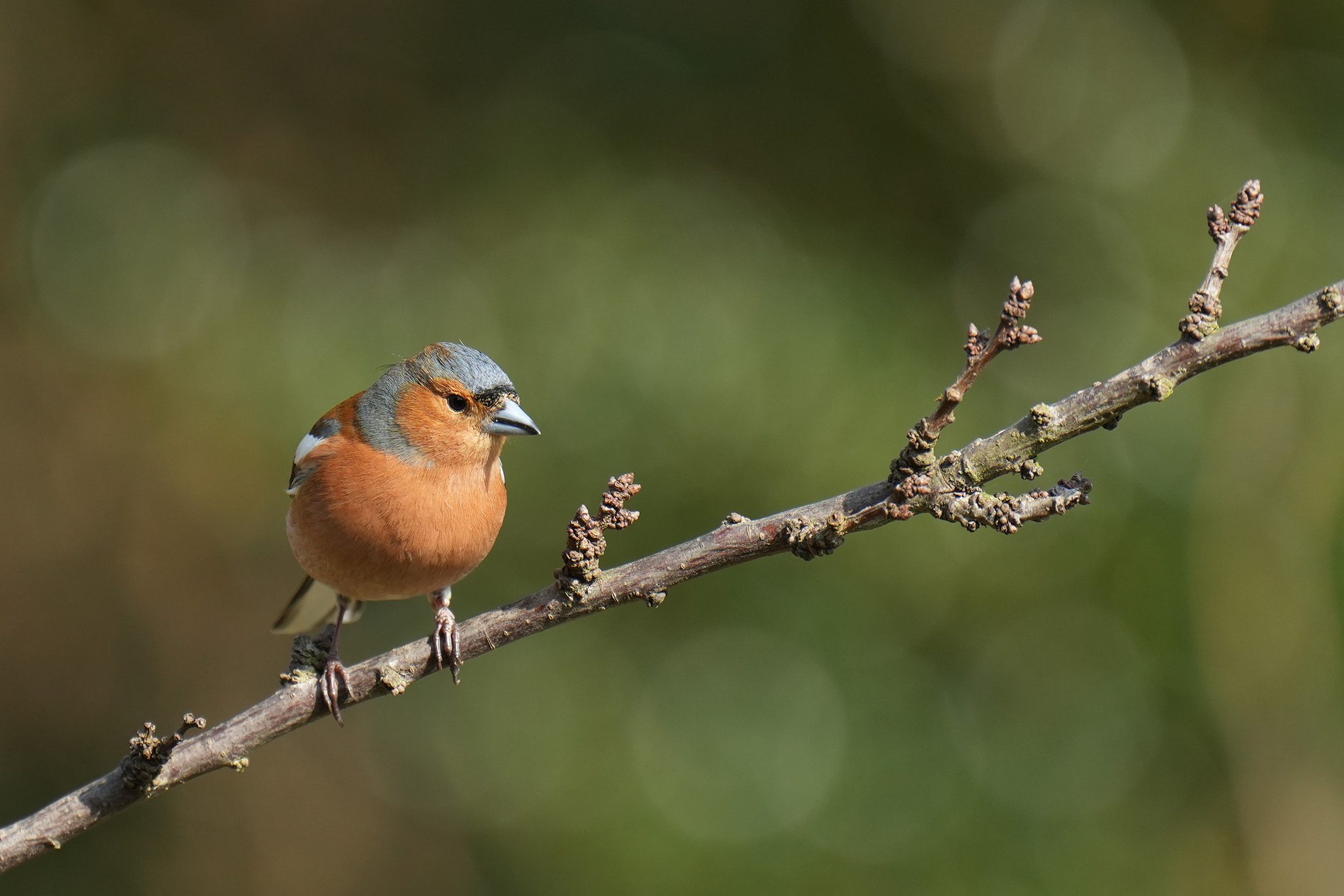 DSC02859-Chaffinch-Male-2048px.jpg