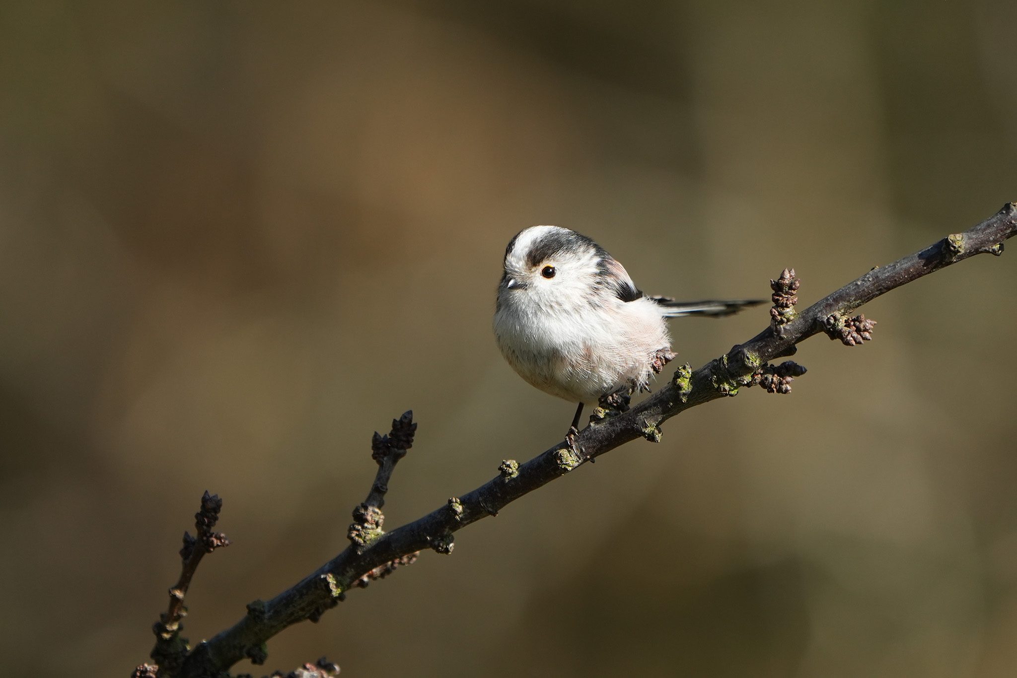 DSC03014-Long-Tailed-Tit-2048px.jpg