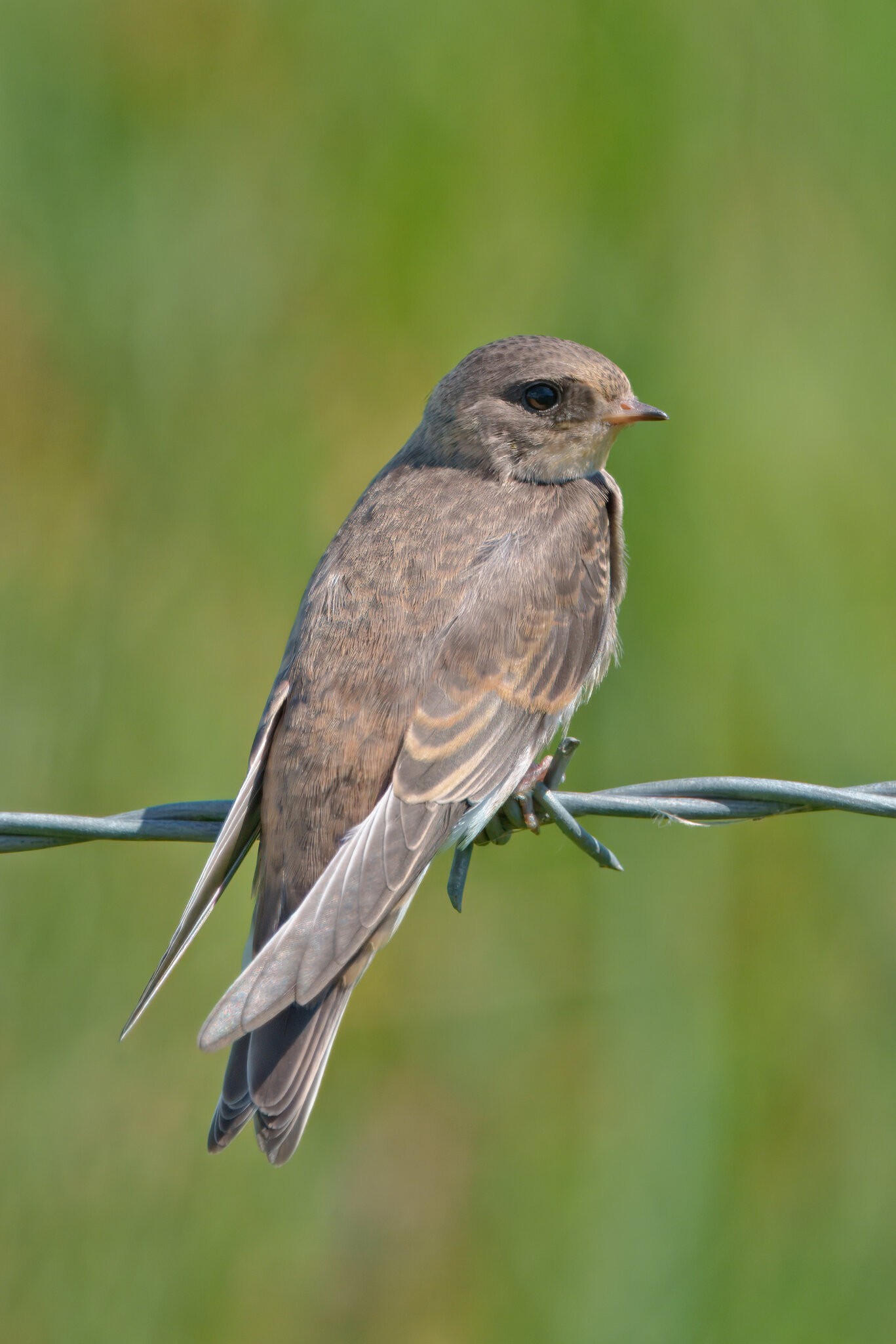DSC03248 - Sand Martin (Juvenile).jpeg