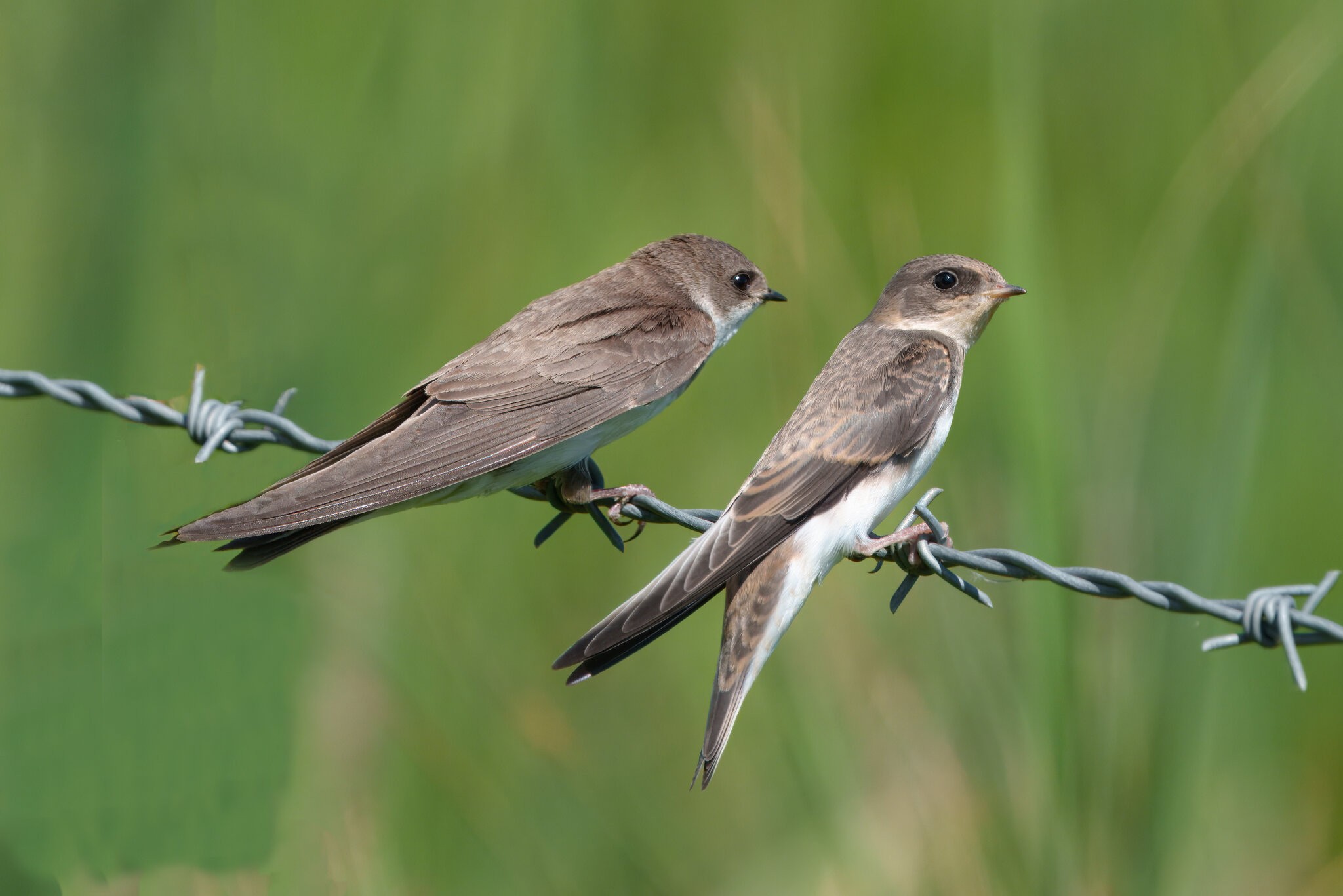 DSC03268 - Sand Martins.jpeg