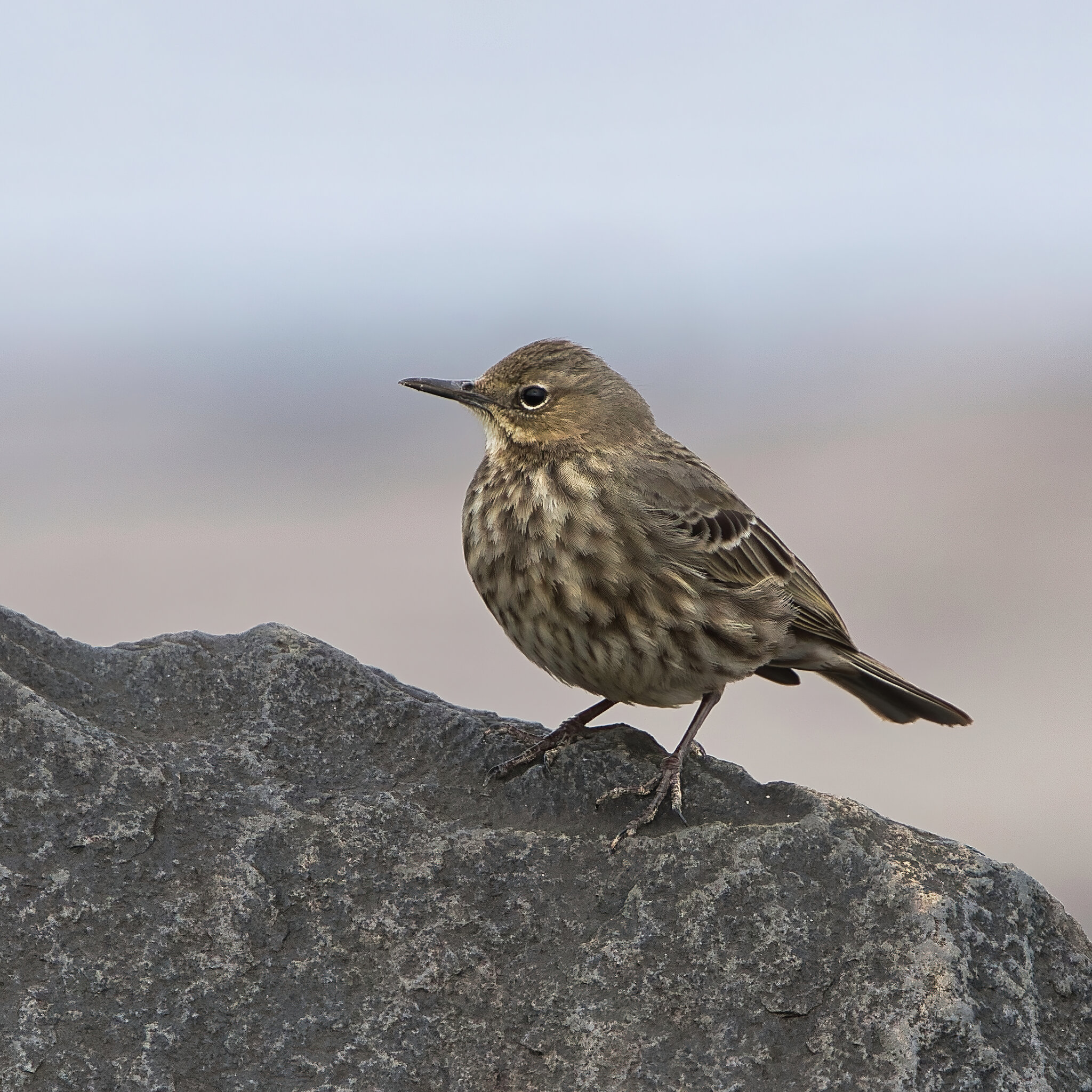 DSC03313 - Rock Pipit.jpeg
