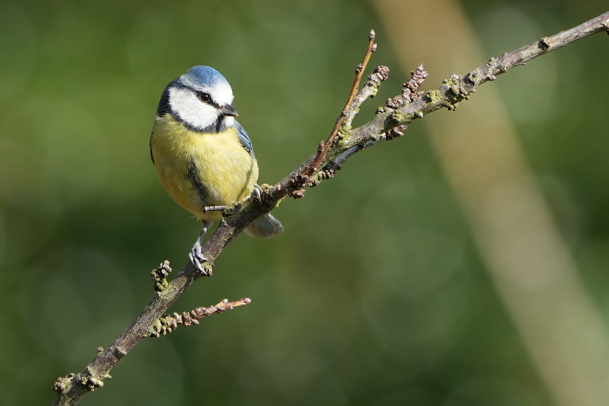 DSC03540-Bluetit-2048px.jpg