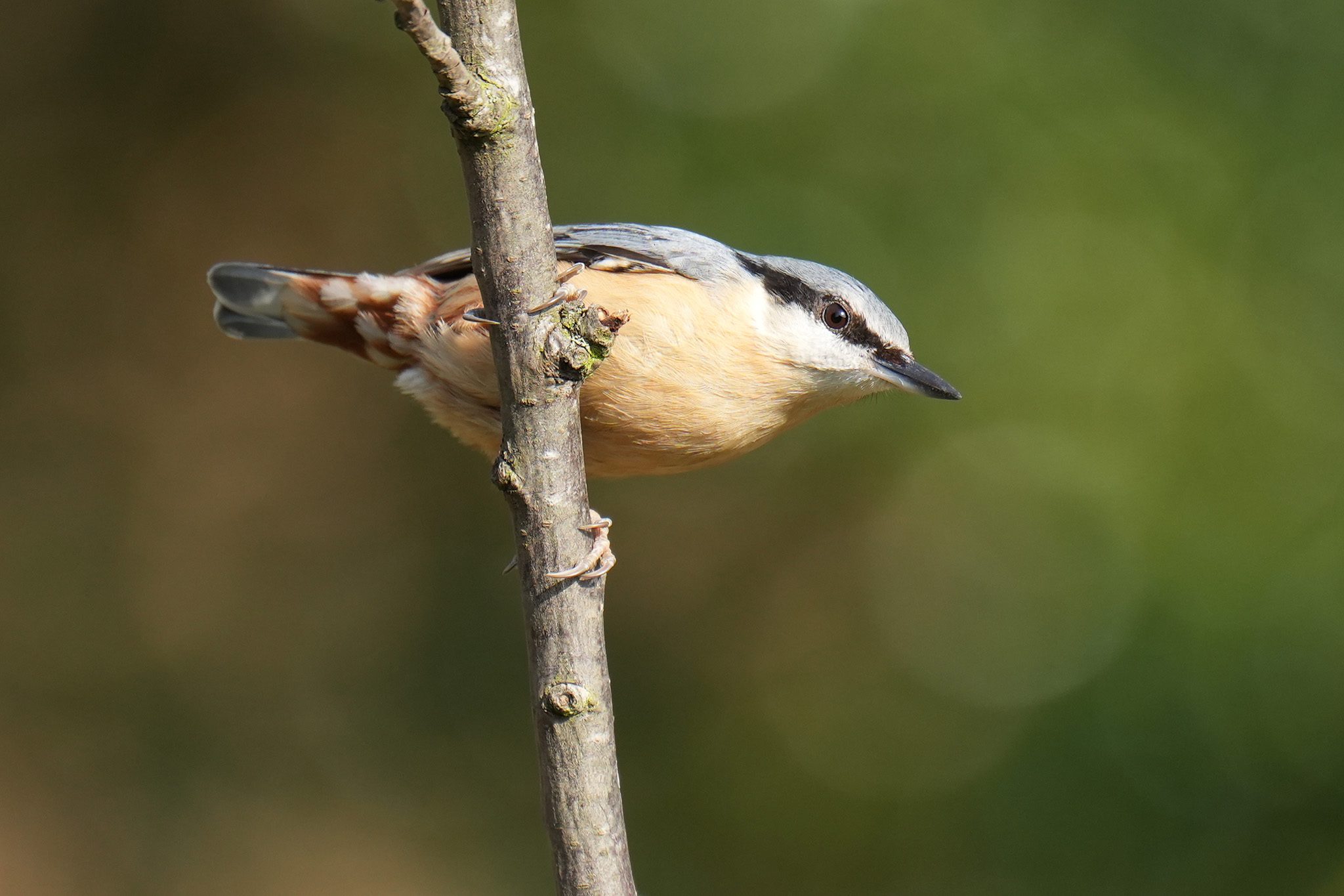 DSC03755-Nuthatch-2048px.jpg