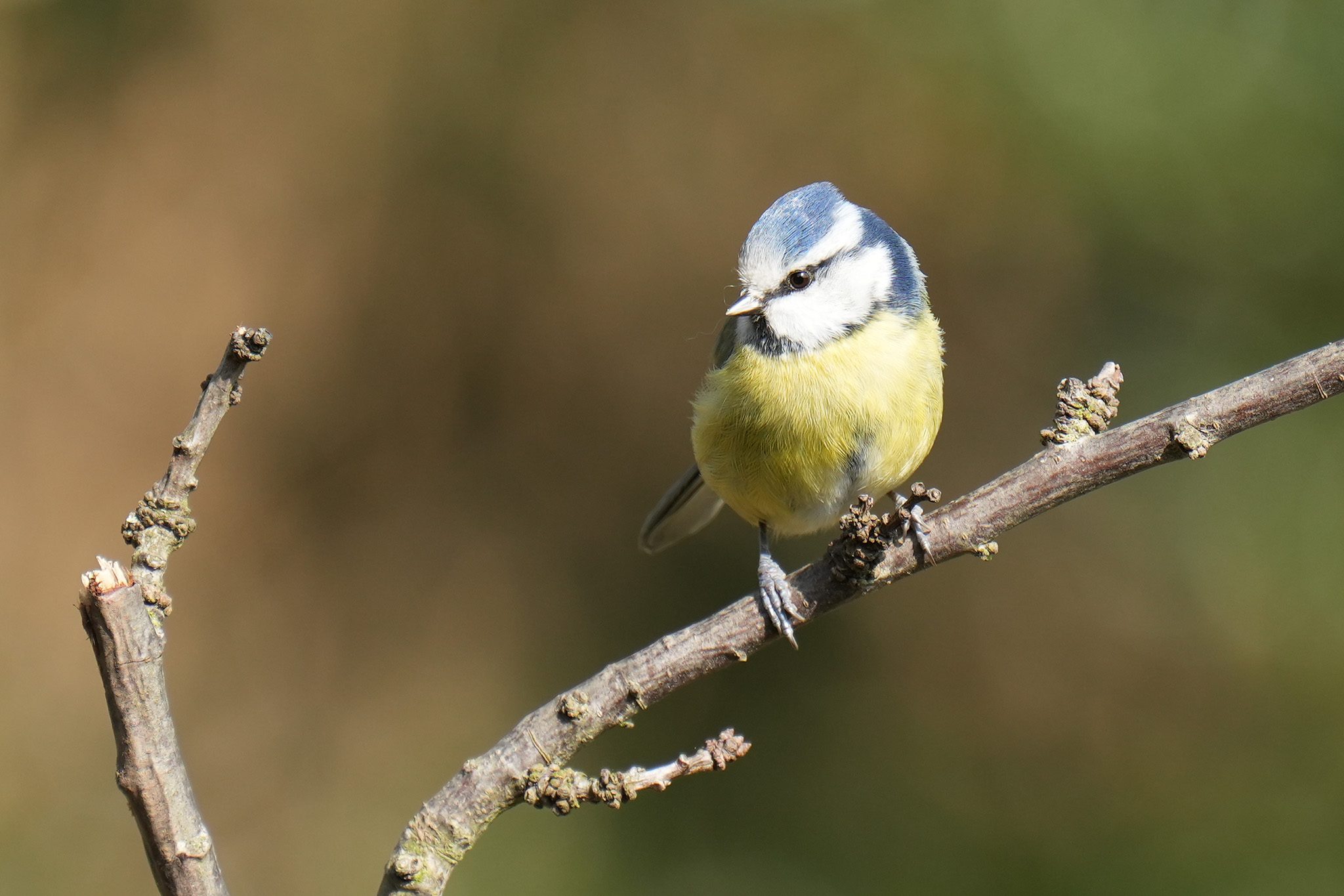 DSC03817-Bluetit-2048px.jpg