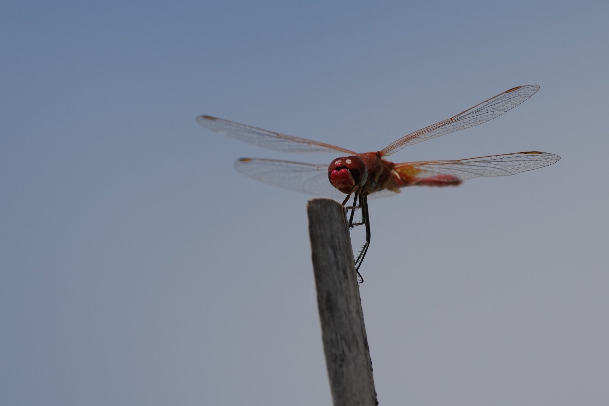 DSC03830.JPG