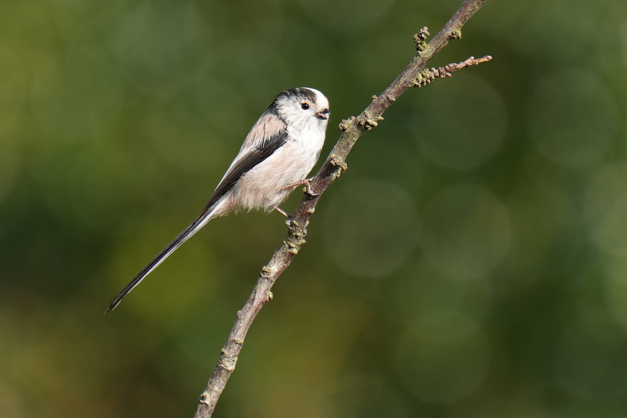 DSC03911-Long-Tailed-Tit-2048px.jpg