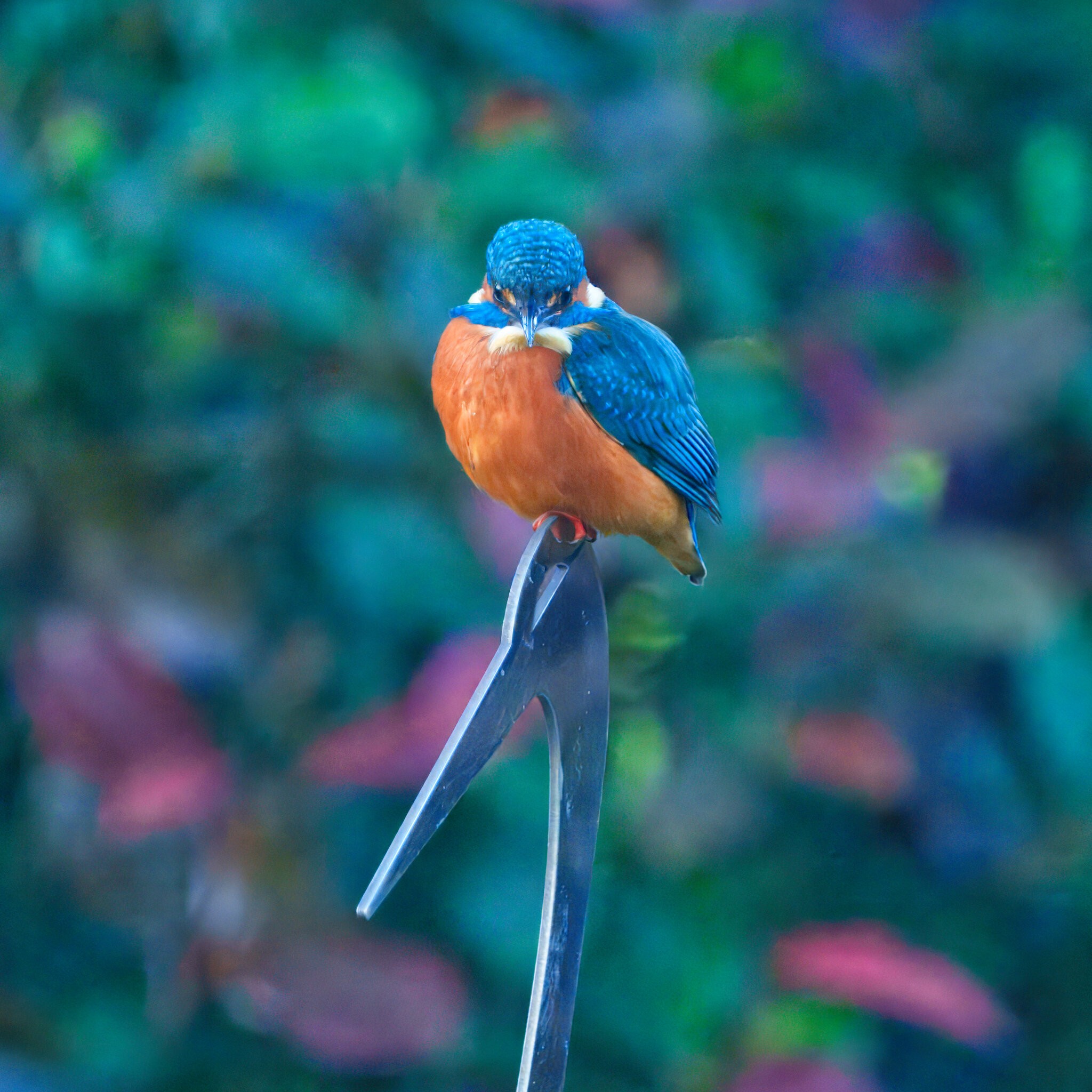 DSC03955 - Kingfisher.jpeg