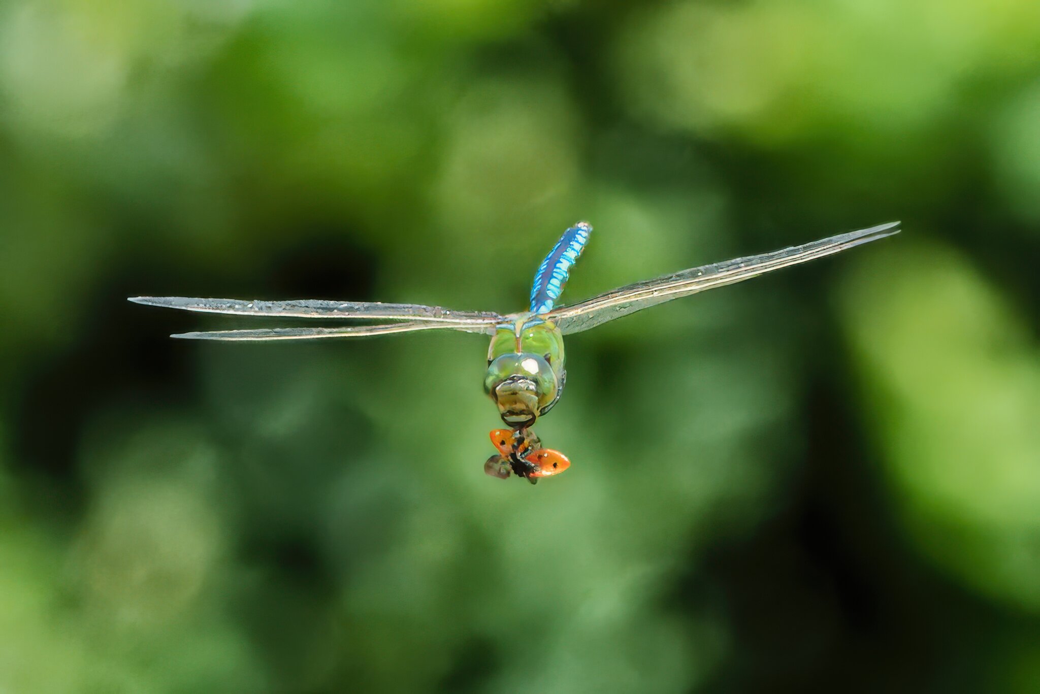 DSC04221 - Emperor Dragonfly.jpeg