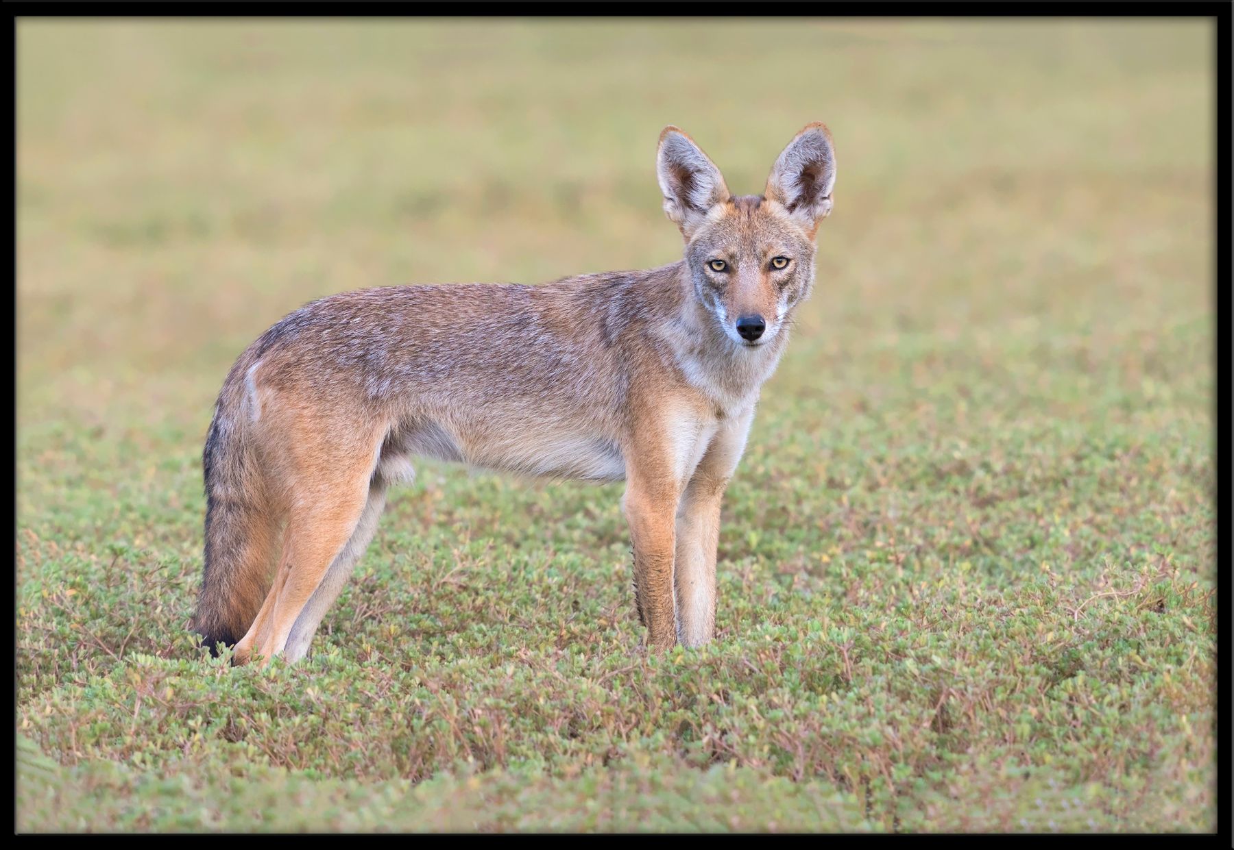 DSC04248-Coyote-46.jpg