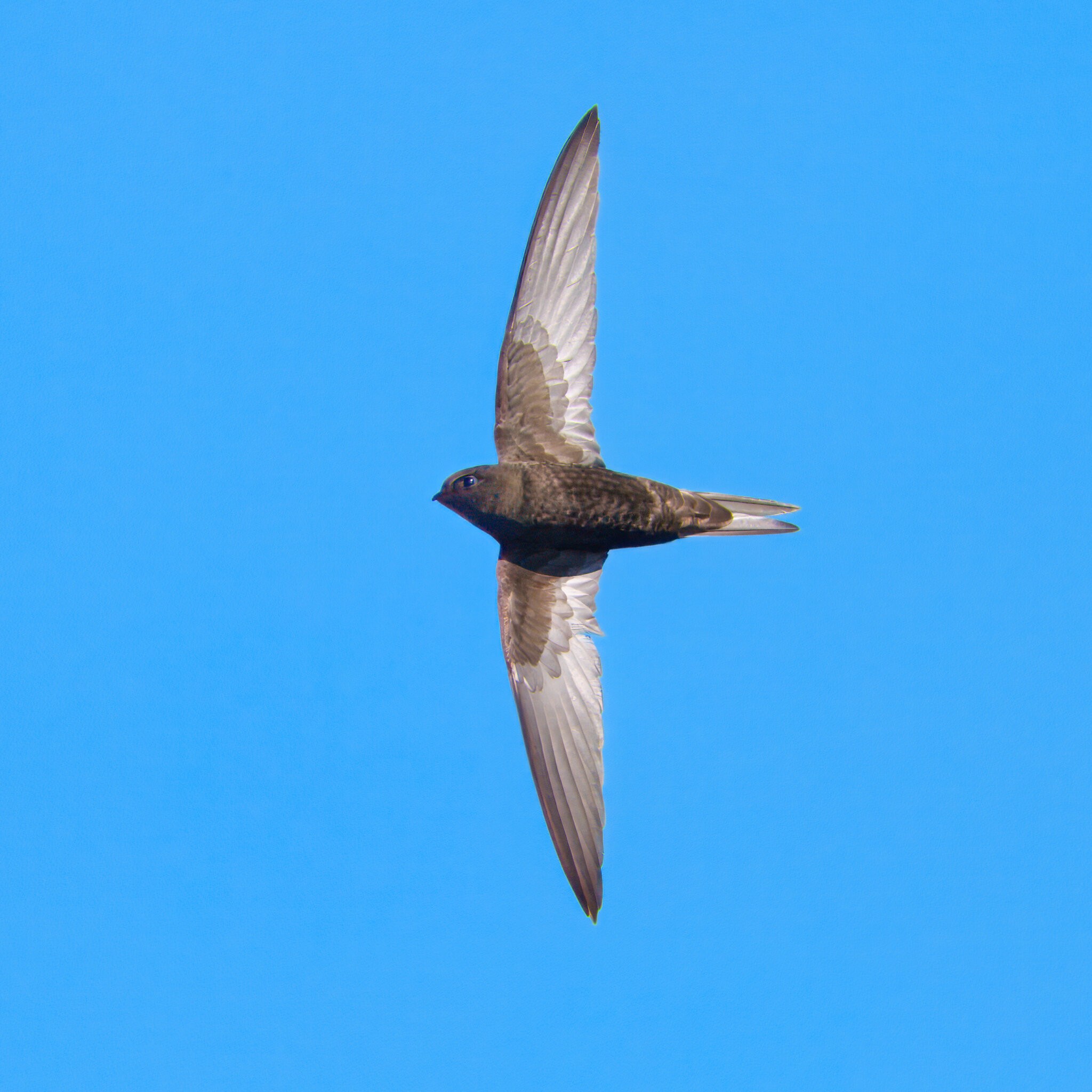 DSC04650 - Swift.jpeg