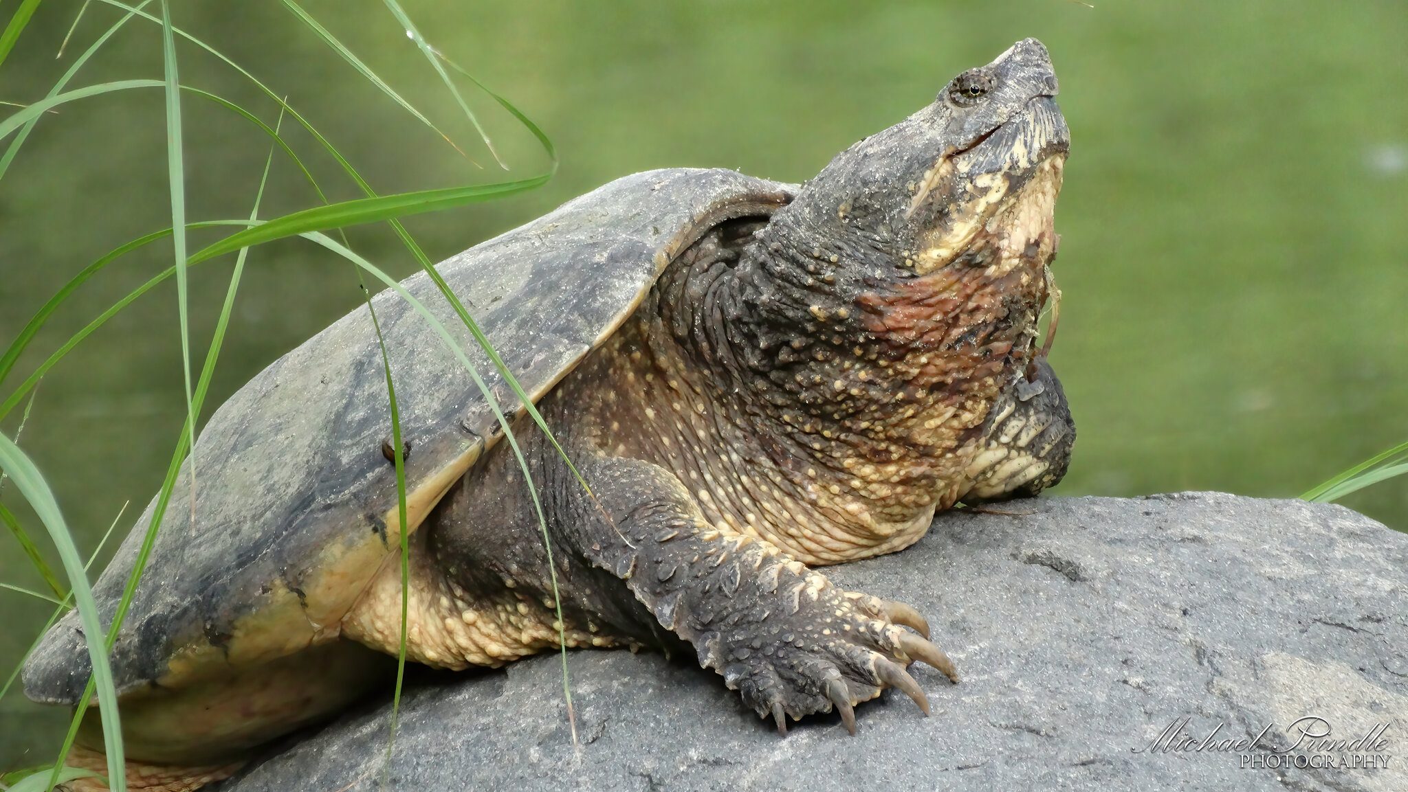 DSC04860 Snap Turtle signed.jpg