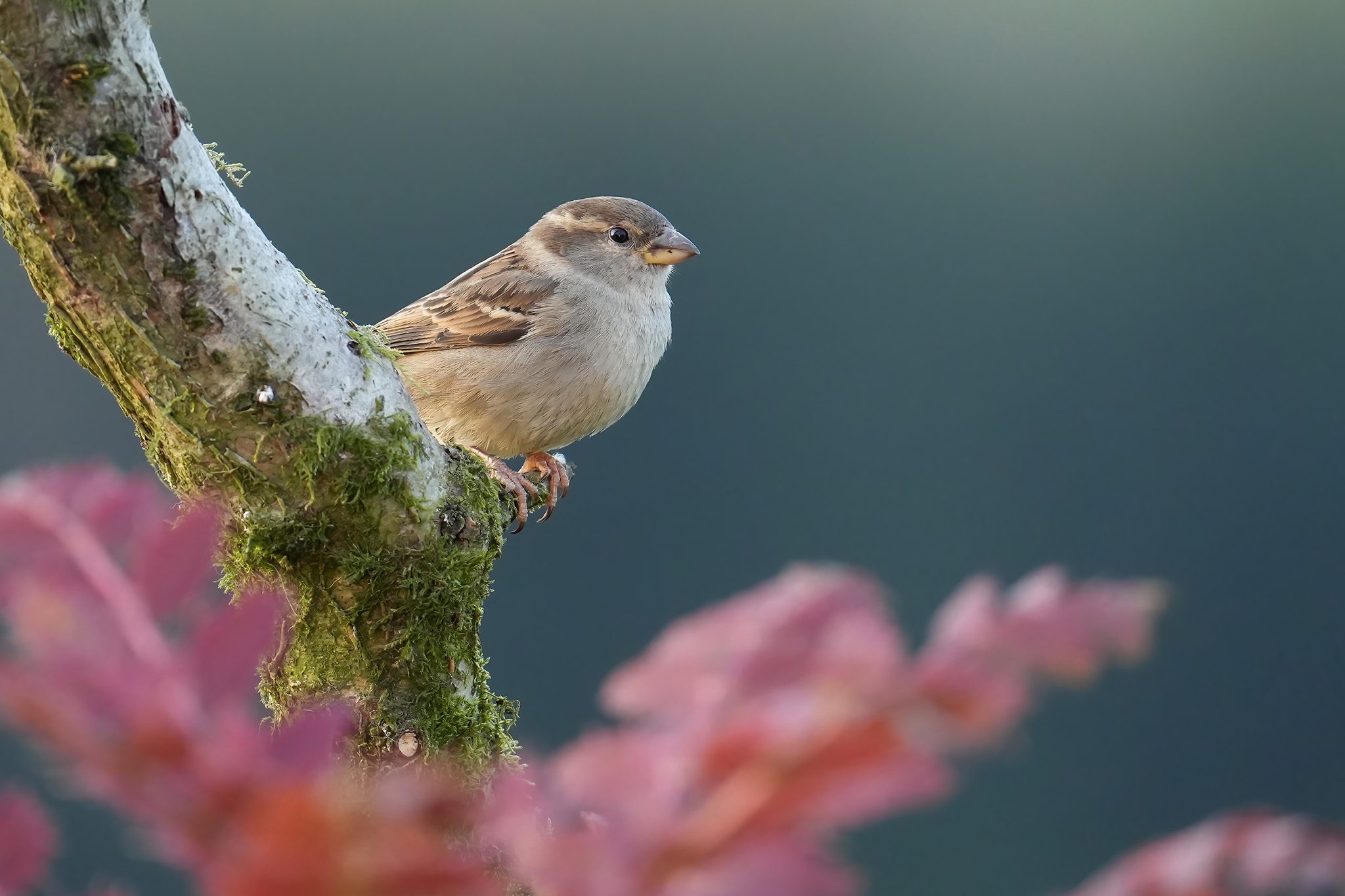 DSC04891-DeNoiseAI-Female-House-Sparrow-2048px.jpg