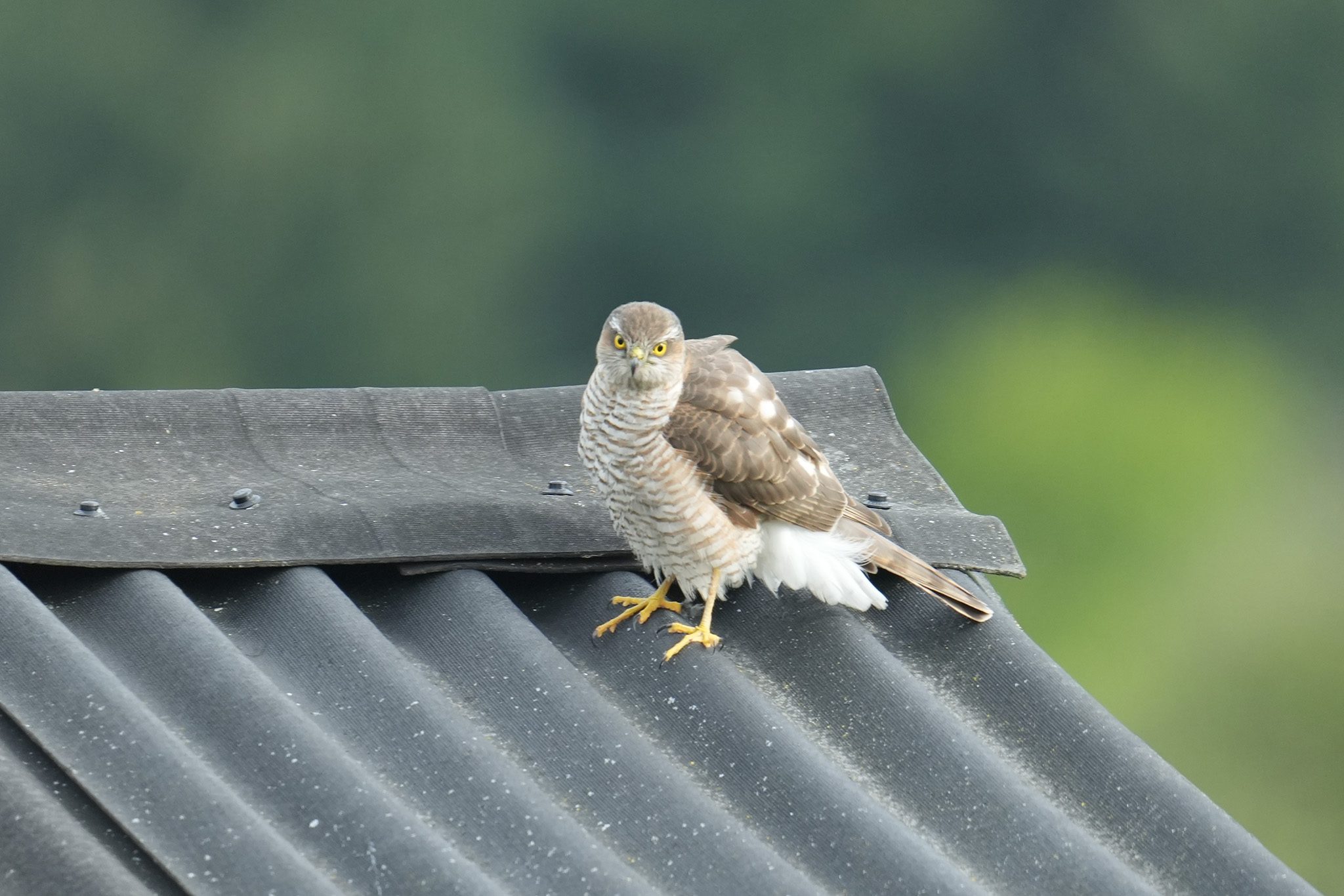 DSC04923-Sparrowhawk-Crop-2048px.jpg