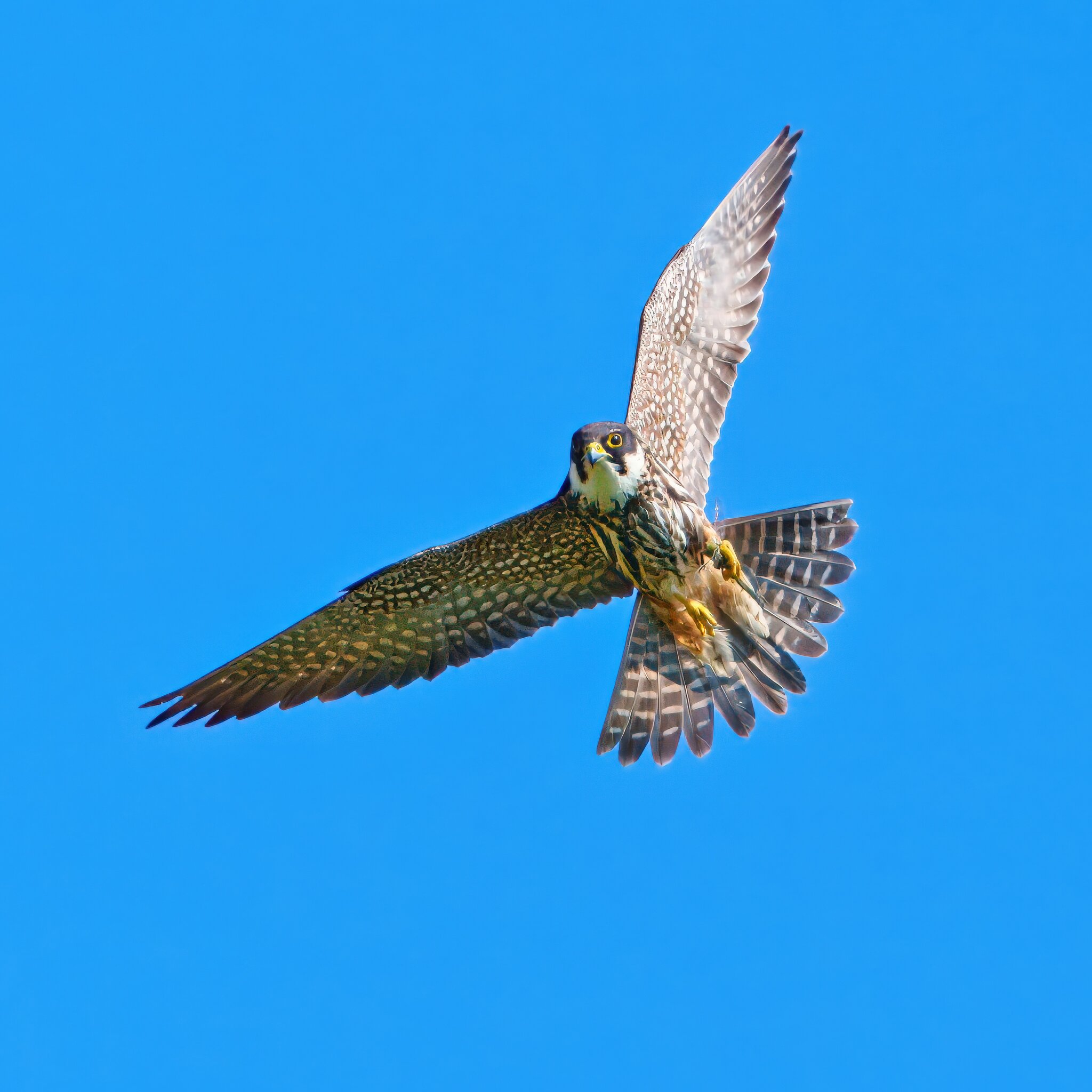 DSC04953 - Hobby.jpeg