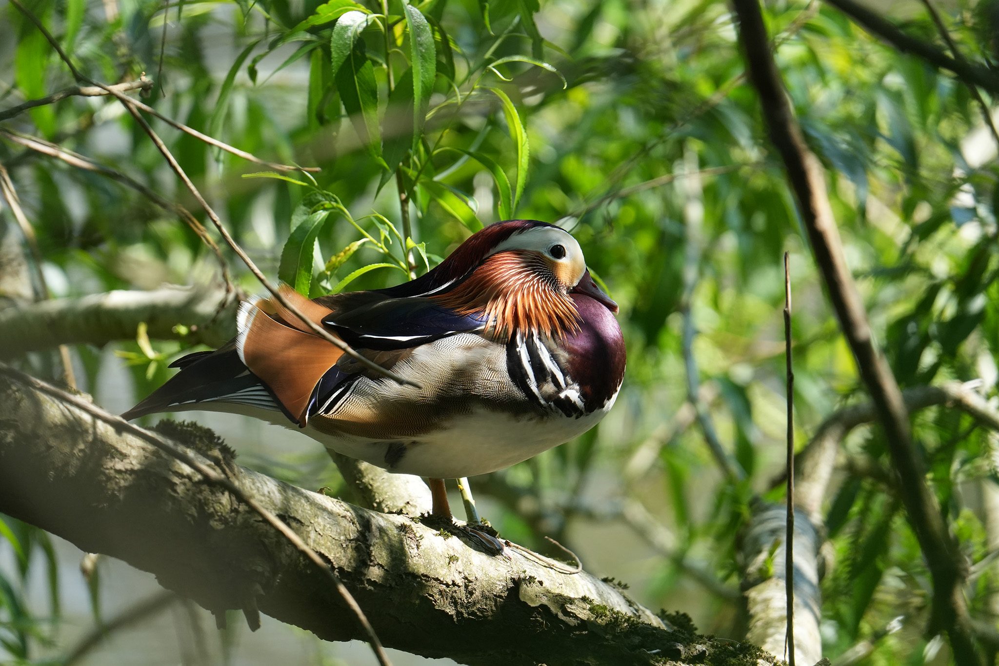 DSC05027-Mandarin-2048px.jpg