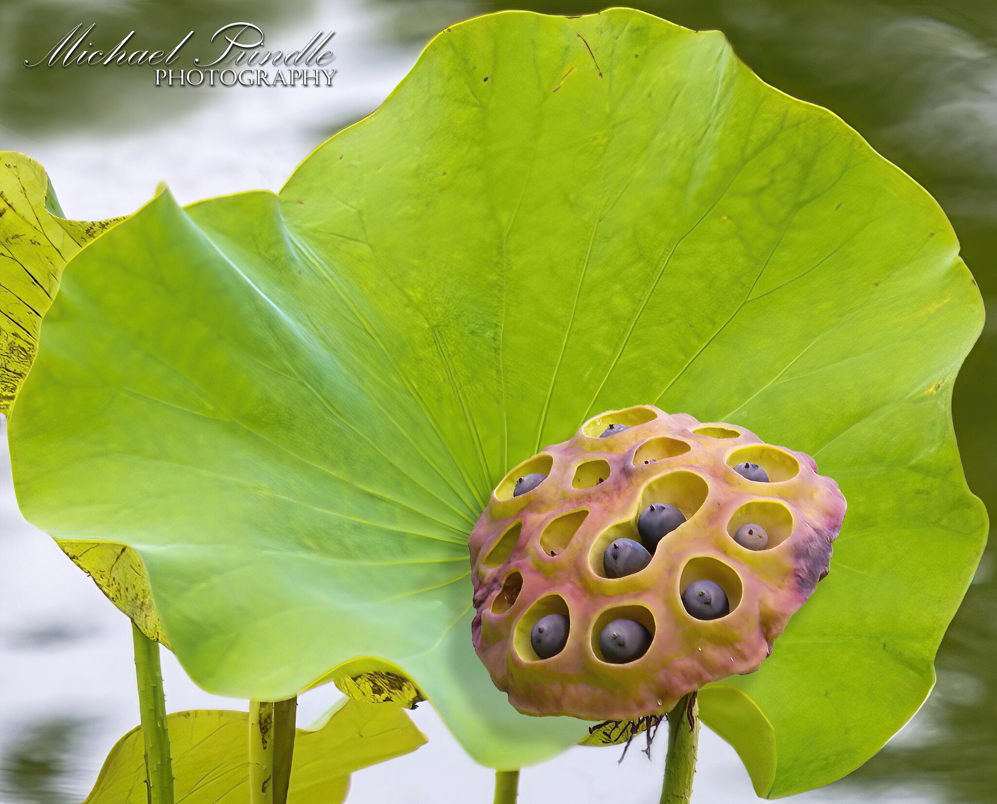 DSC05274 Nelumbo nucifera seed head.jpg